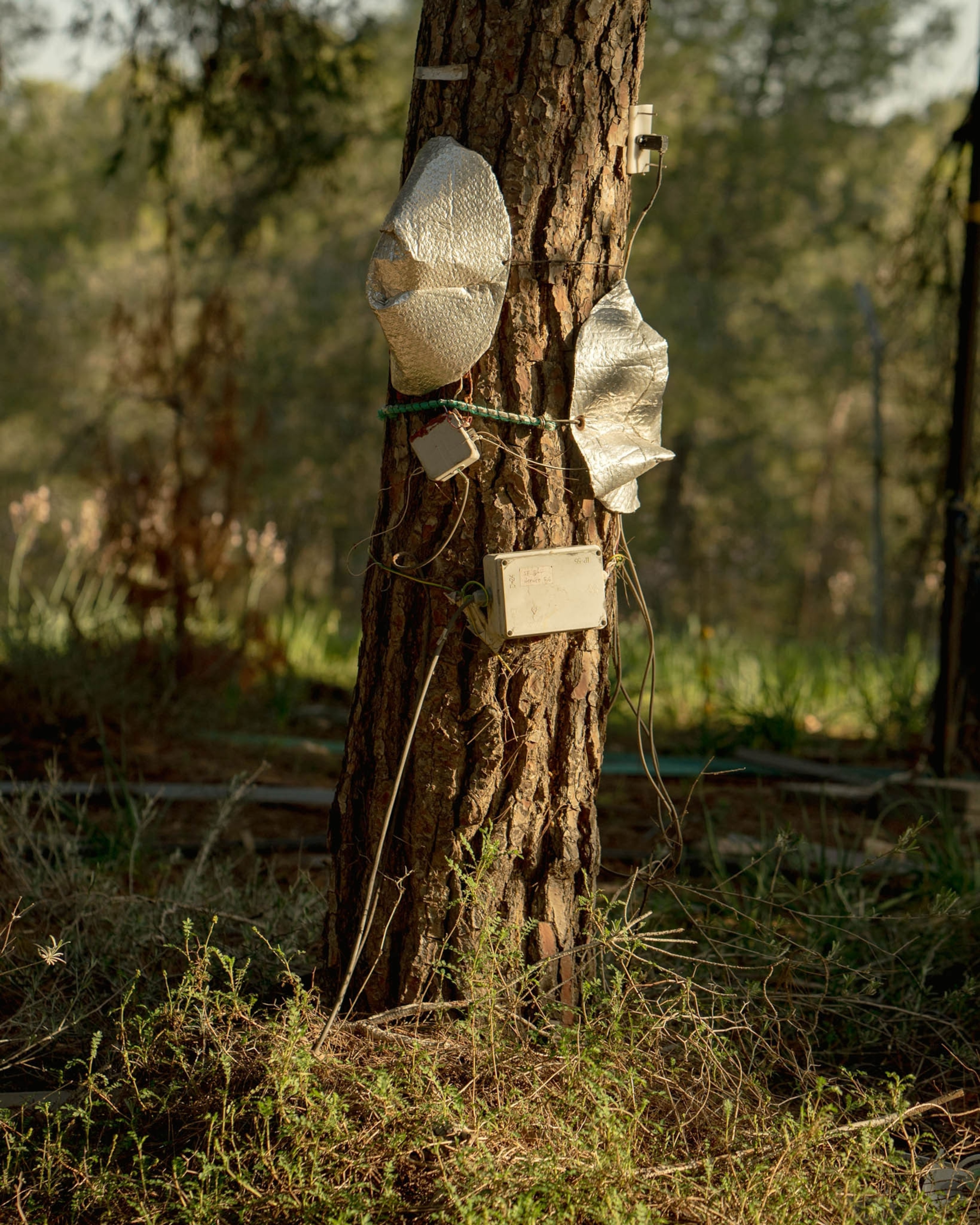 a pine tree with sensors and silver disks attached