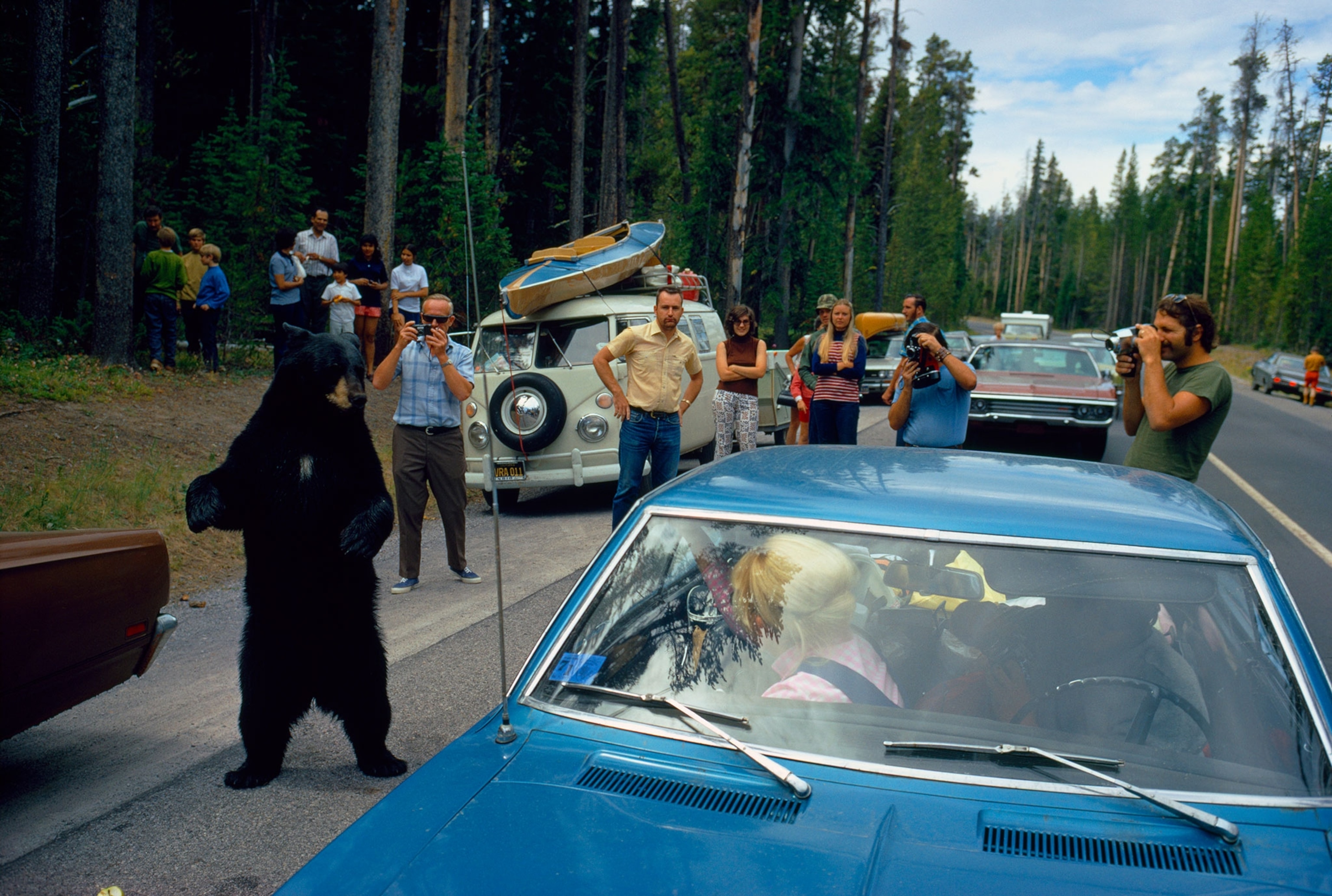 bear standing next to car at national park.