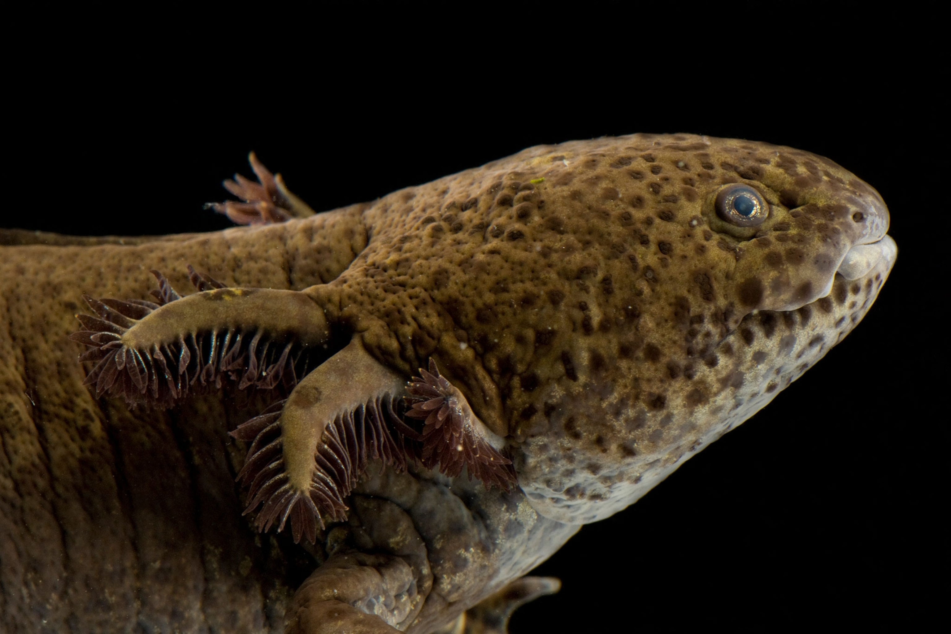 an axolotl