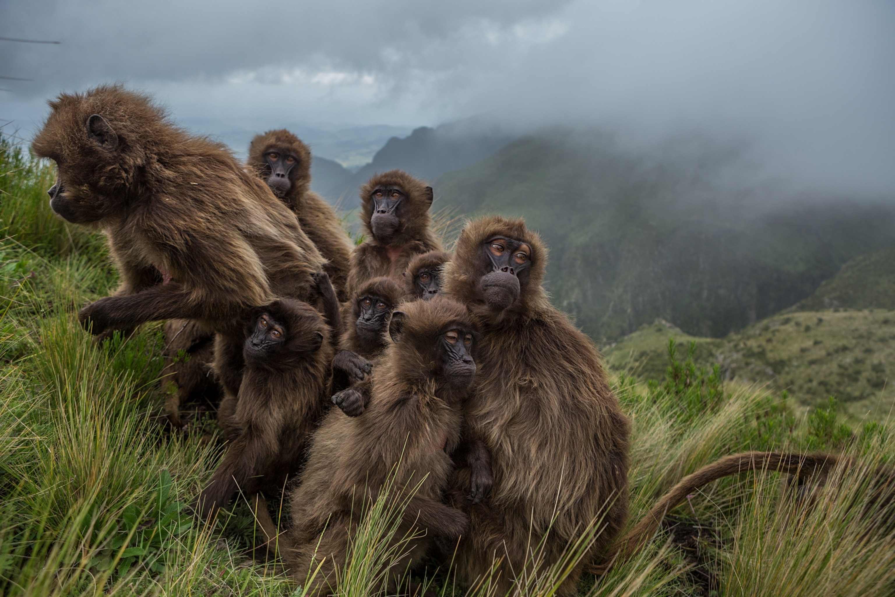 a group of geladas huddling for warmth on the slopes of the valley