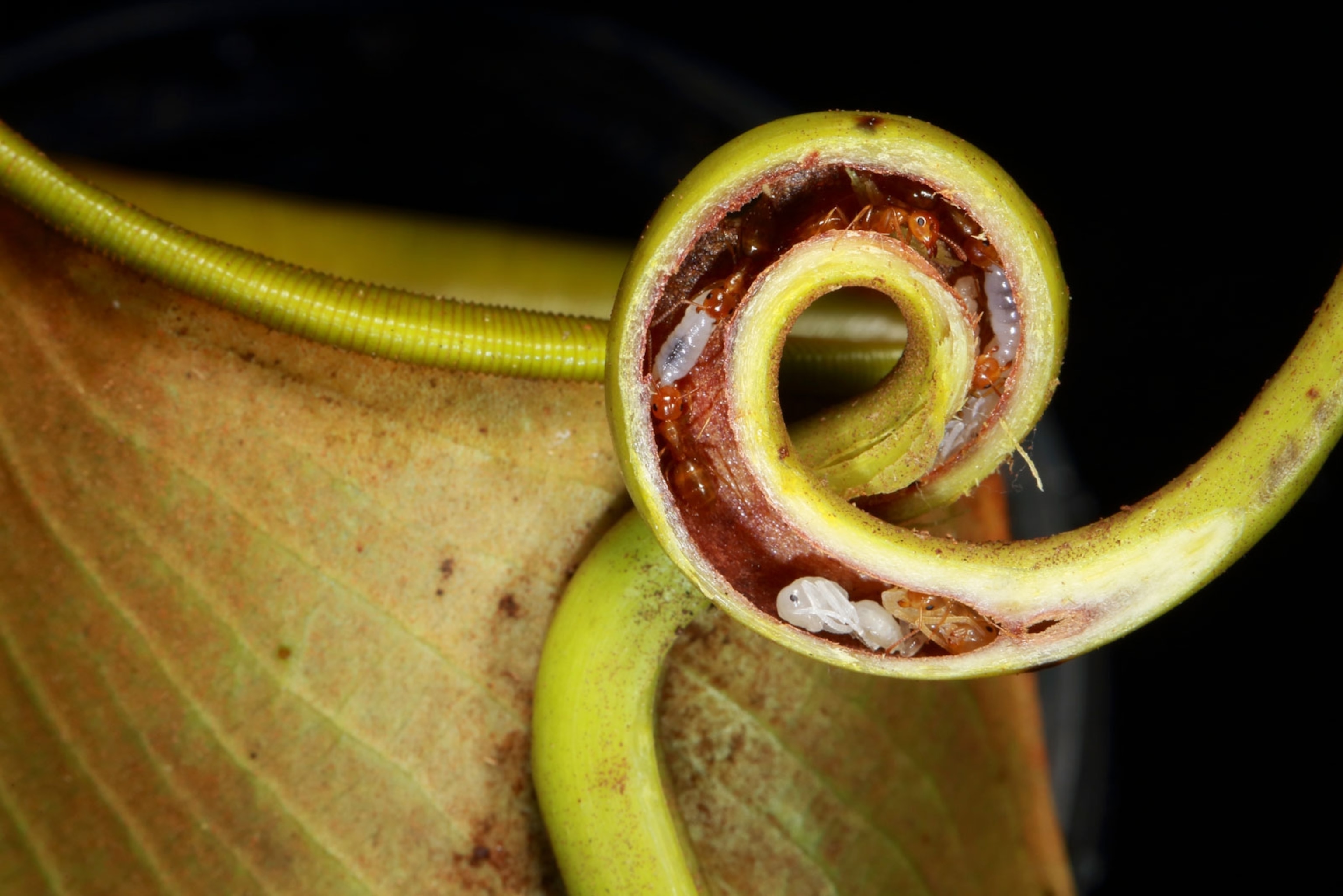ants live in the stem of a pitcher plant