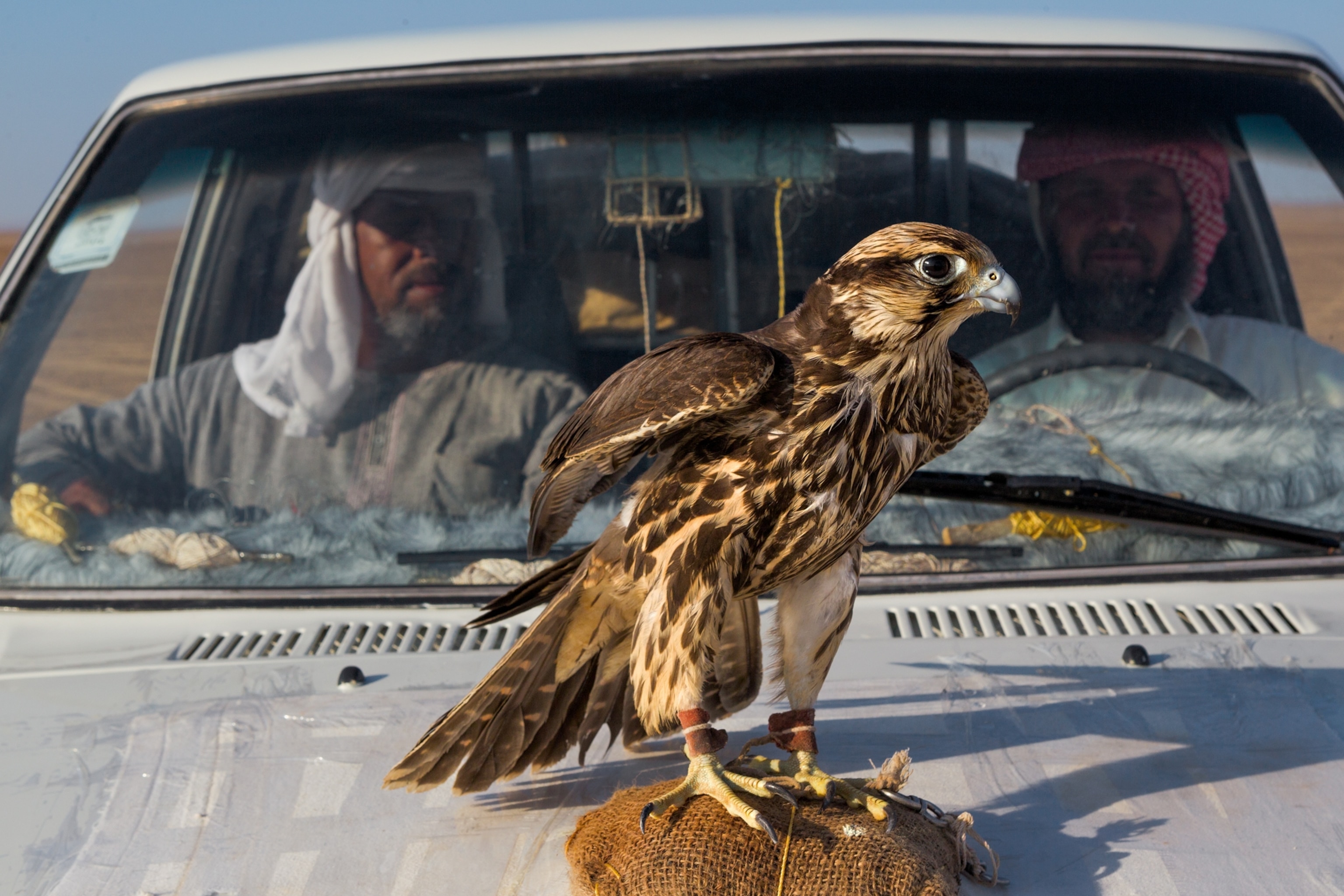 a tethered raptor serving a trapper's spotter for falcons