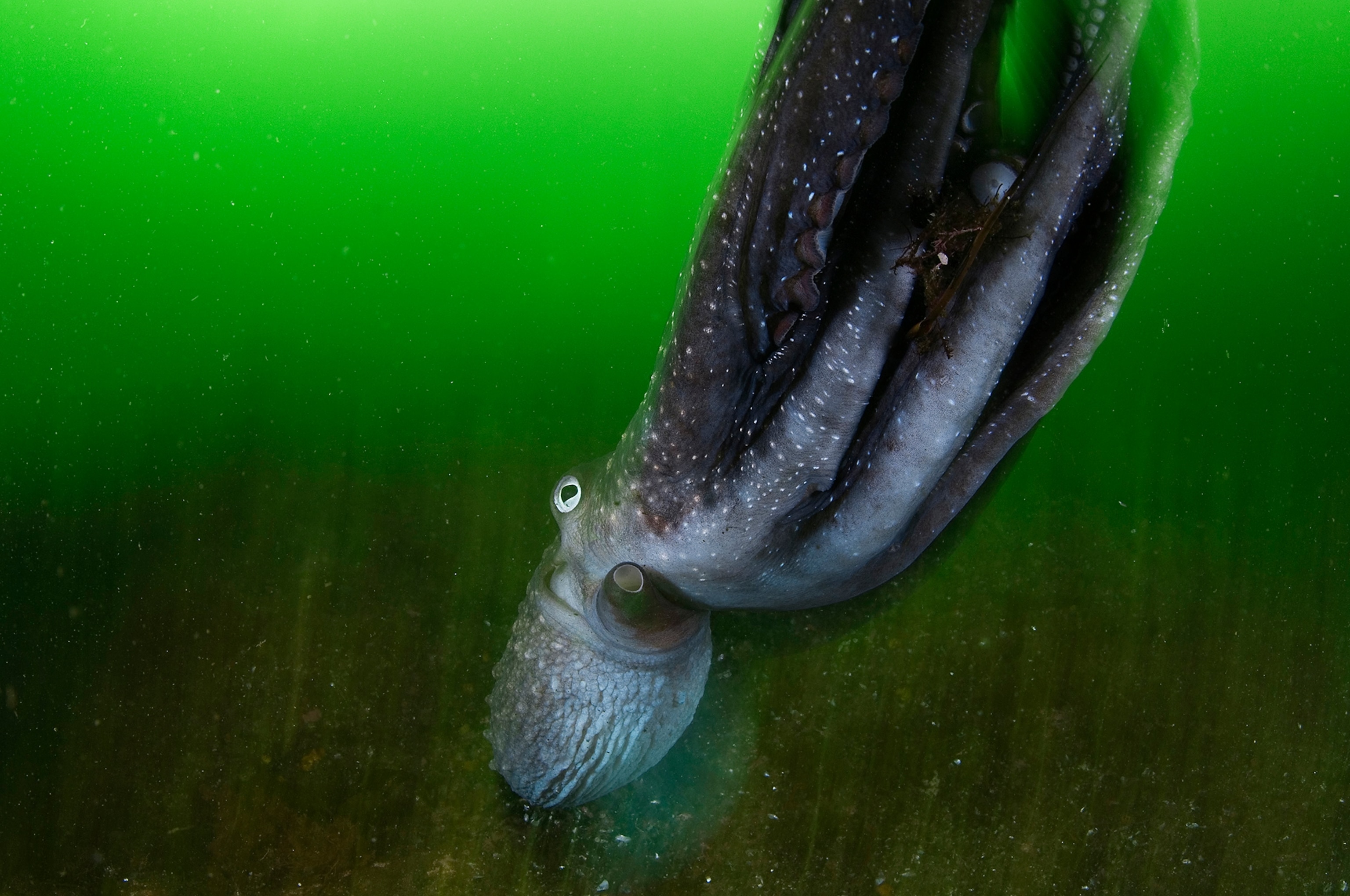 An octopus in Fiordland National Park.