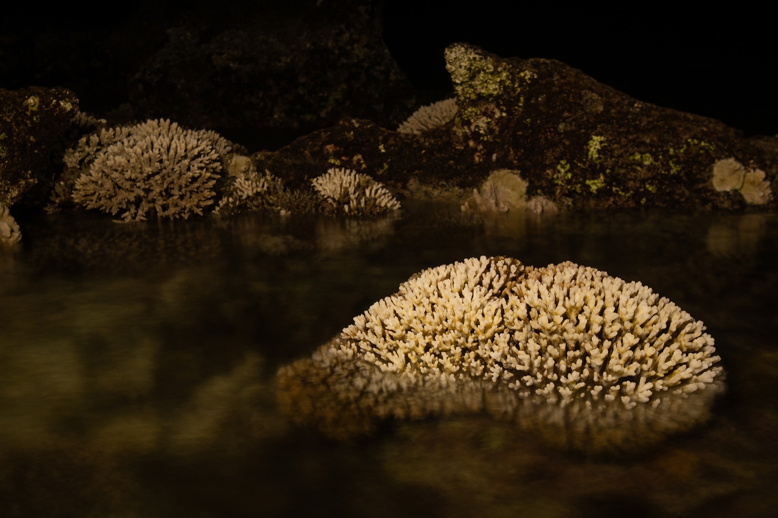 Hard corals in the shallow Lord Howe Island lagoon at night.