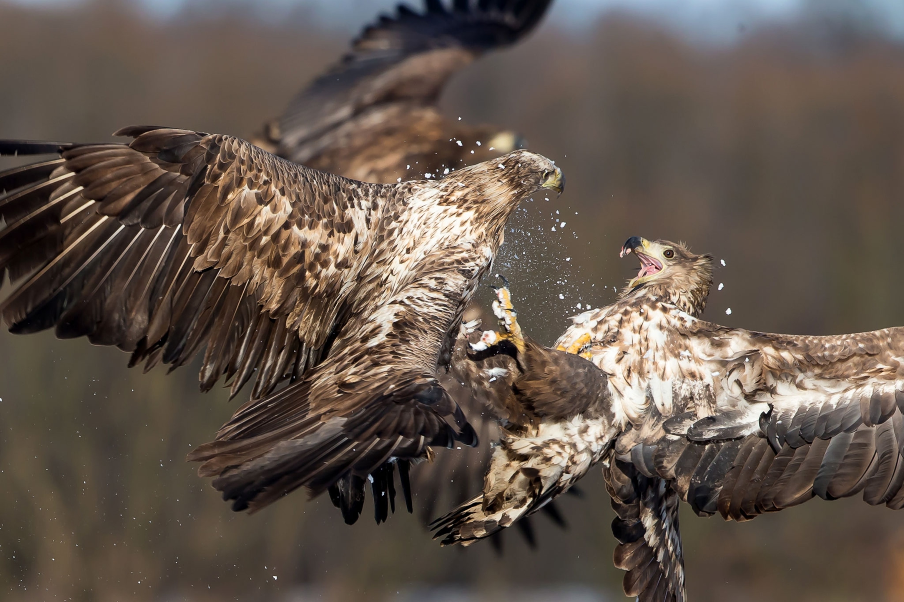 two white-tailed eagles fighting