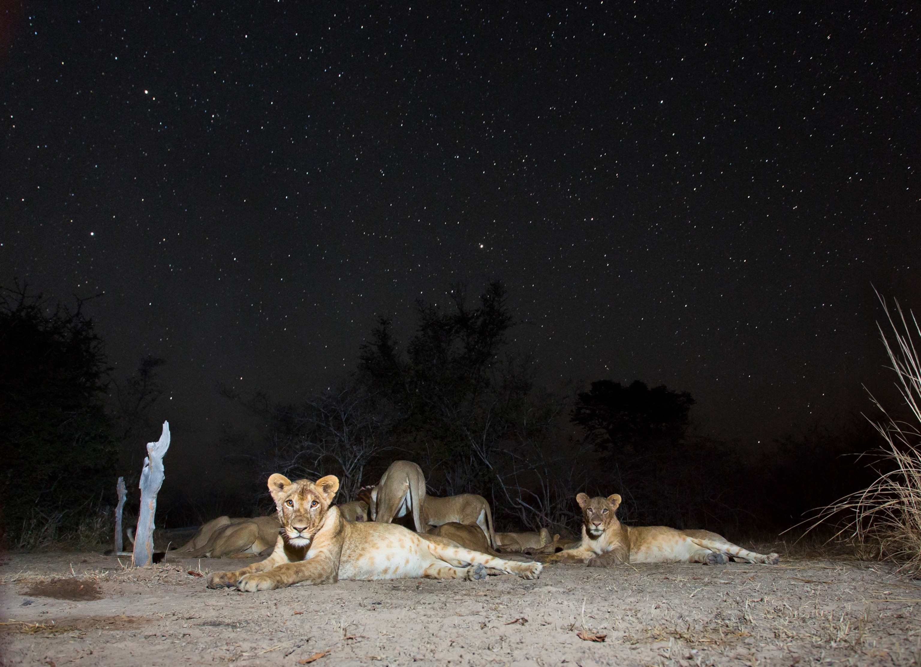 Small pride of Lions (Panthera leo) on starry night. South Luangwa National Park, Zambia.