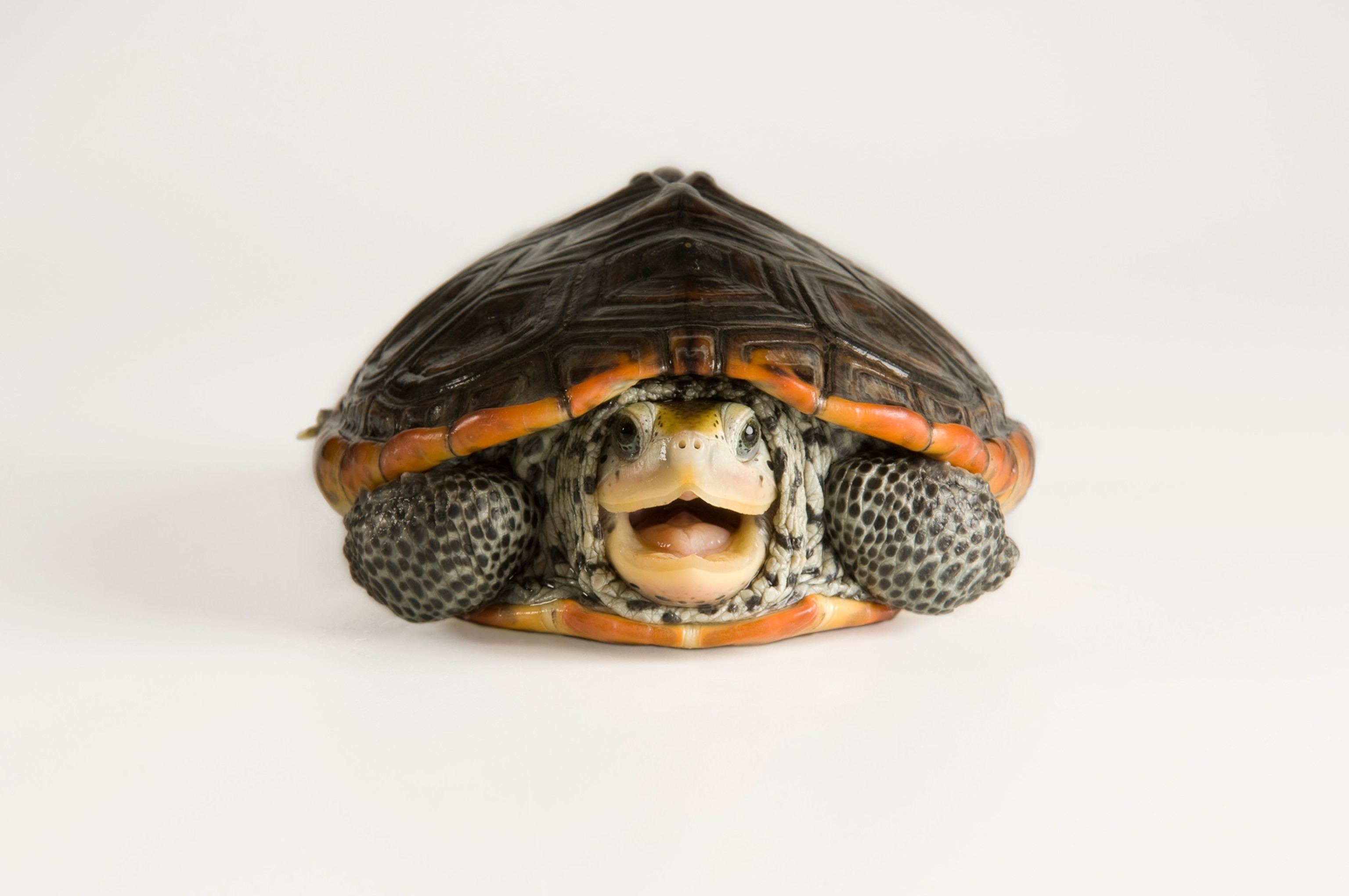 Mississippi diamondback terrapin