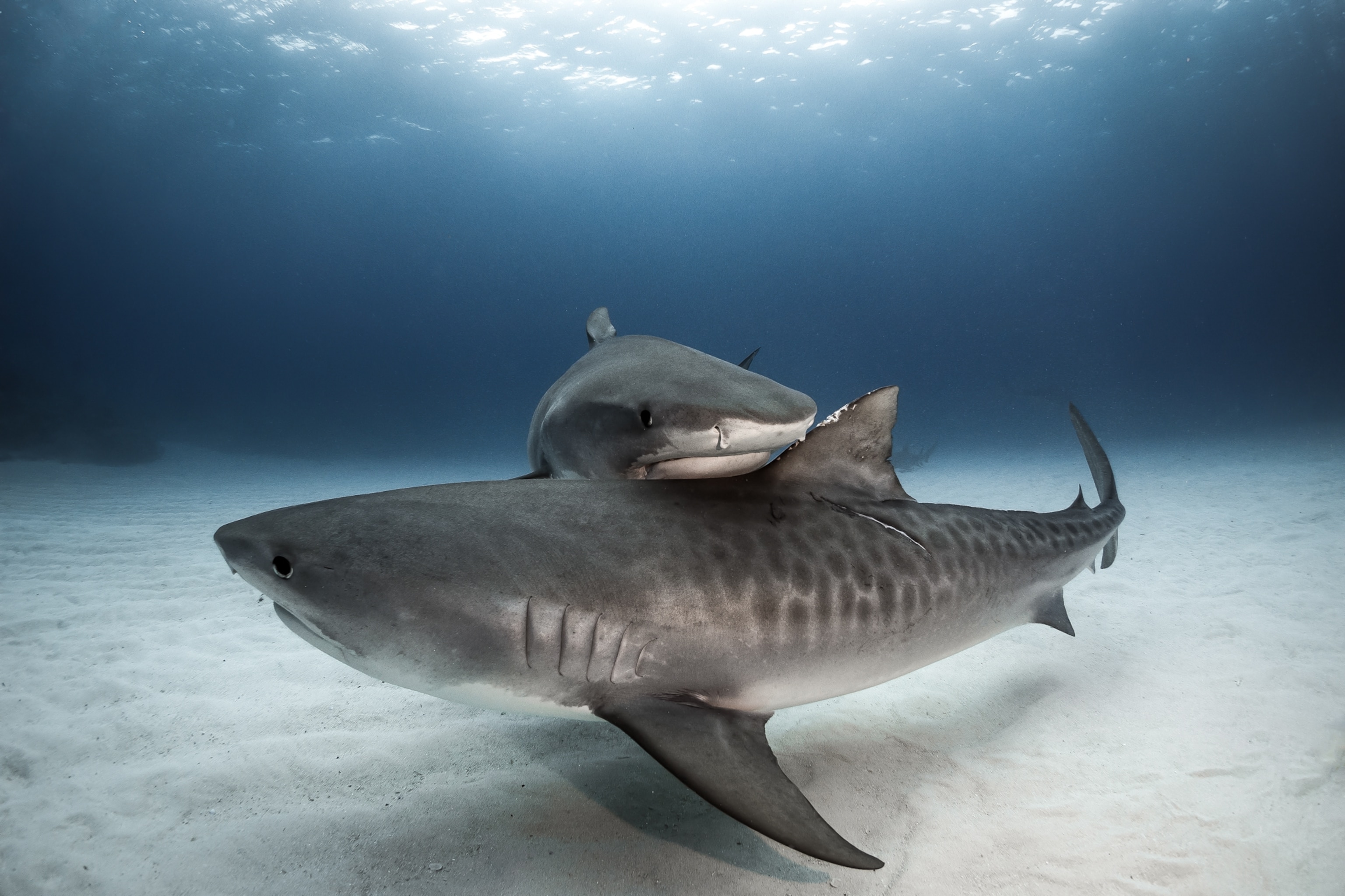 A shark swimming near a group of other sharks