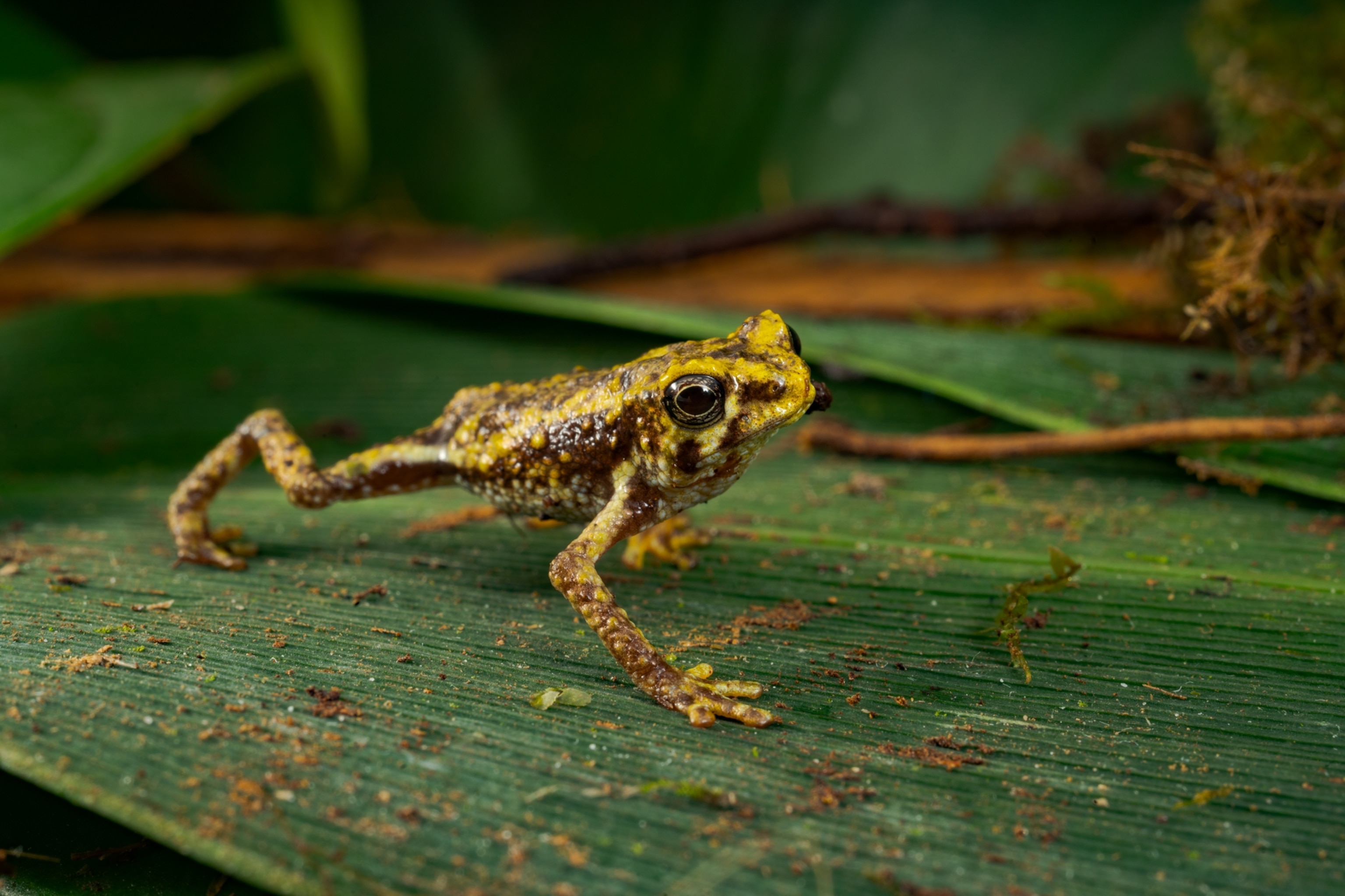 Picture of toad.