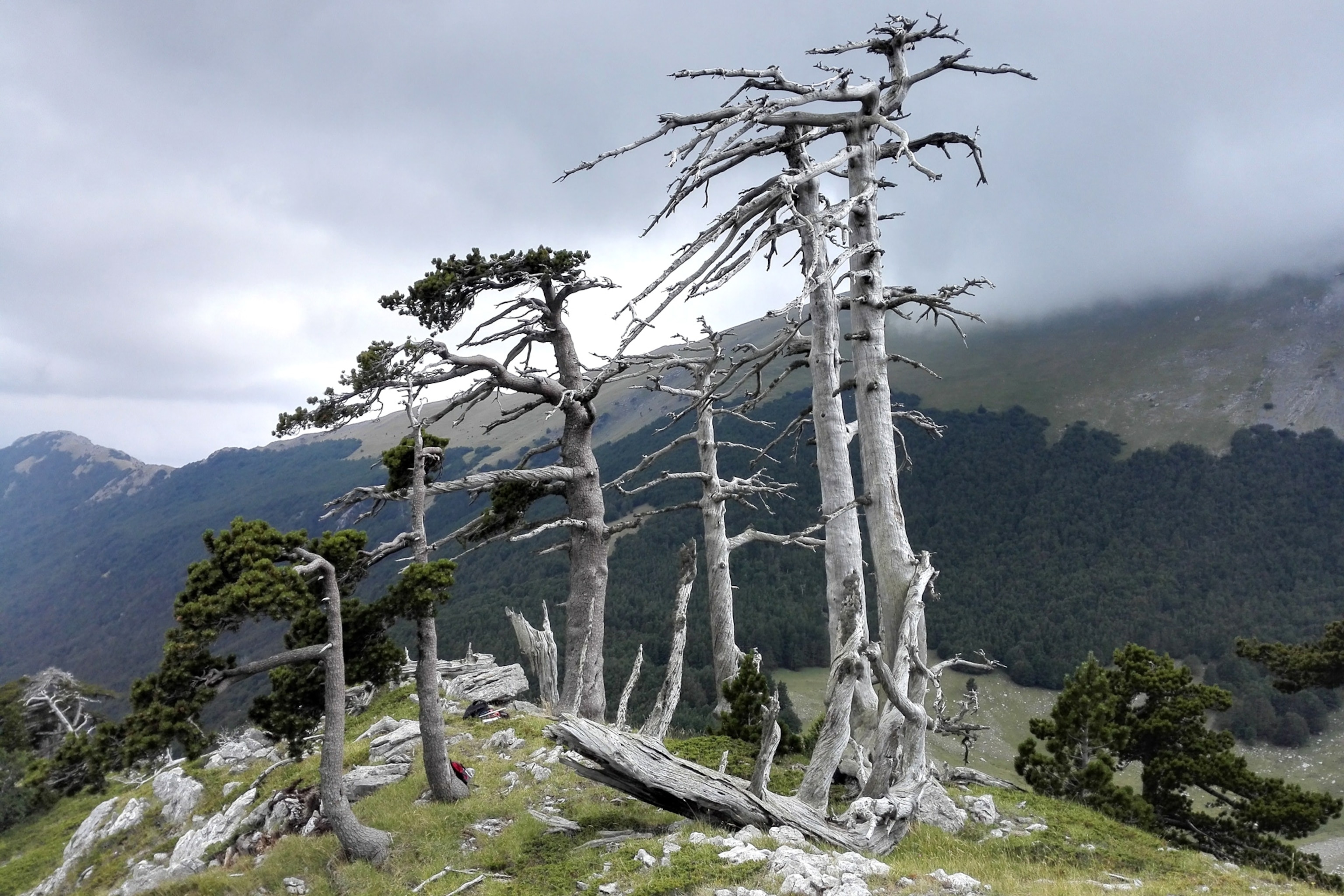 a cluster of multi-secular old and dead Heldreich's Pine tree
