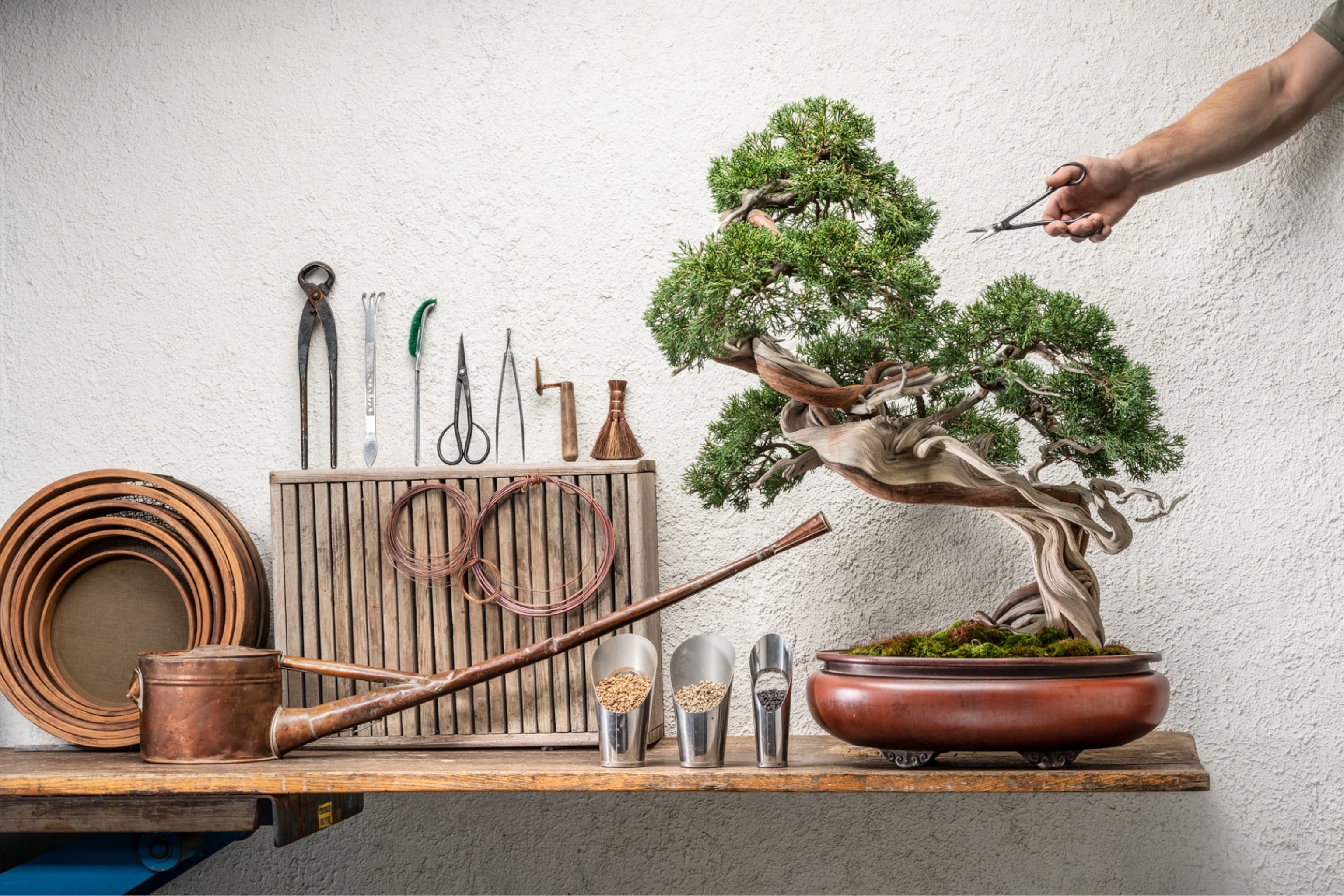 hand with scissors over bonsai tree on table with all kind of tools.