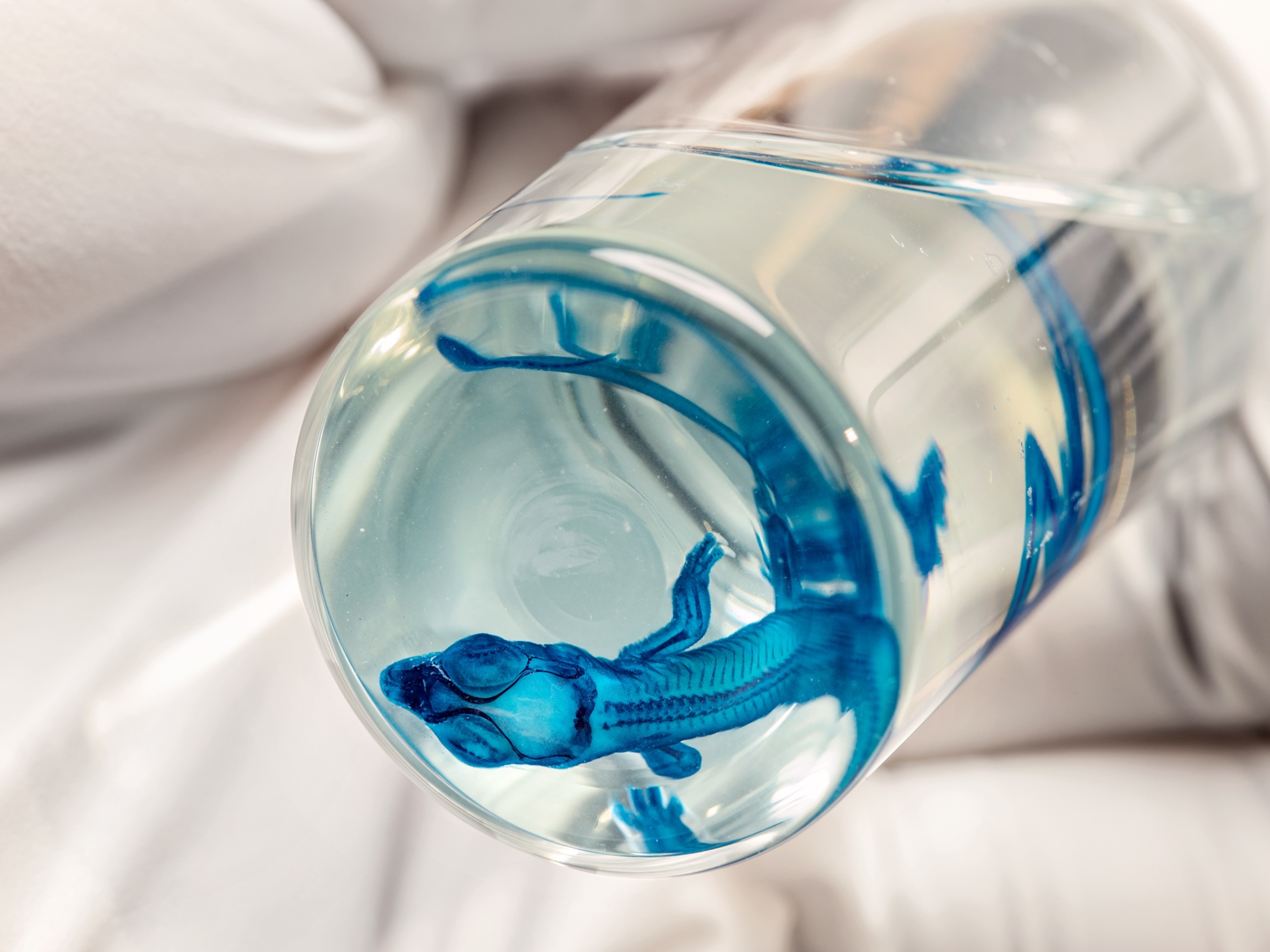 a blue lizard embryo in a small liquid filled container