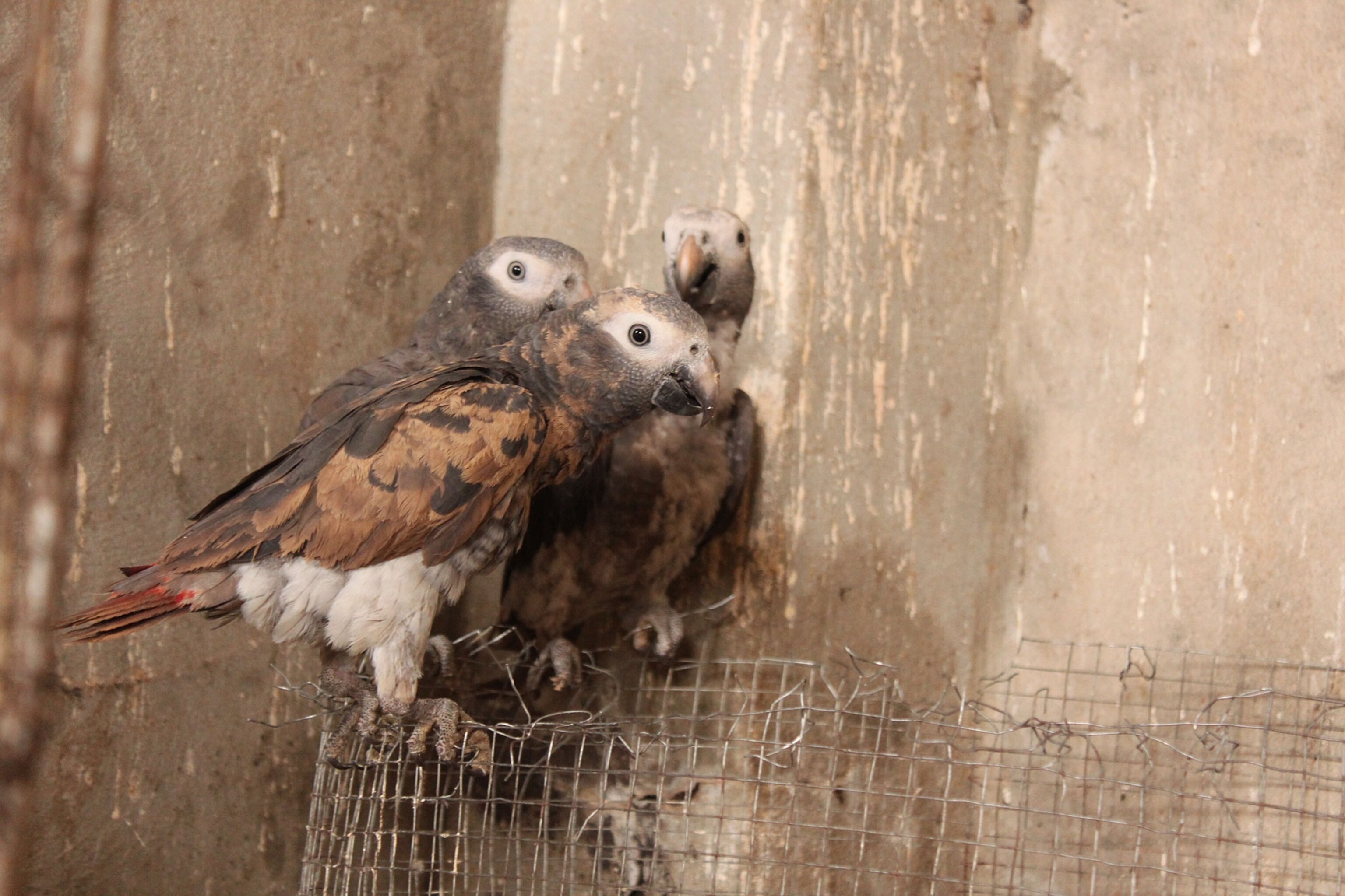 a group of wild Timneh parrots held by a trafficker in West Africa