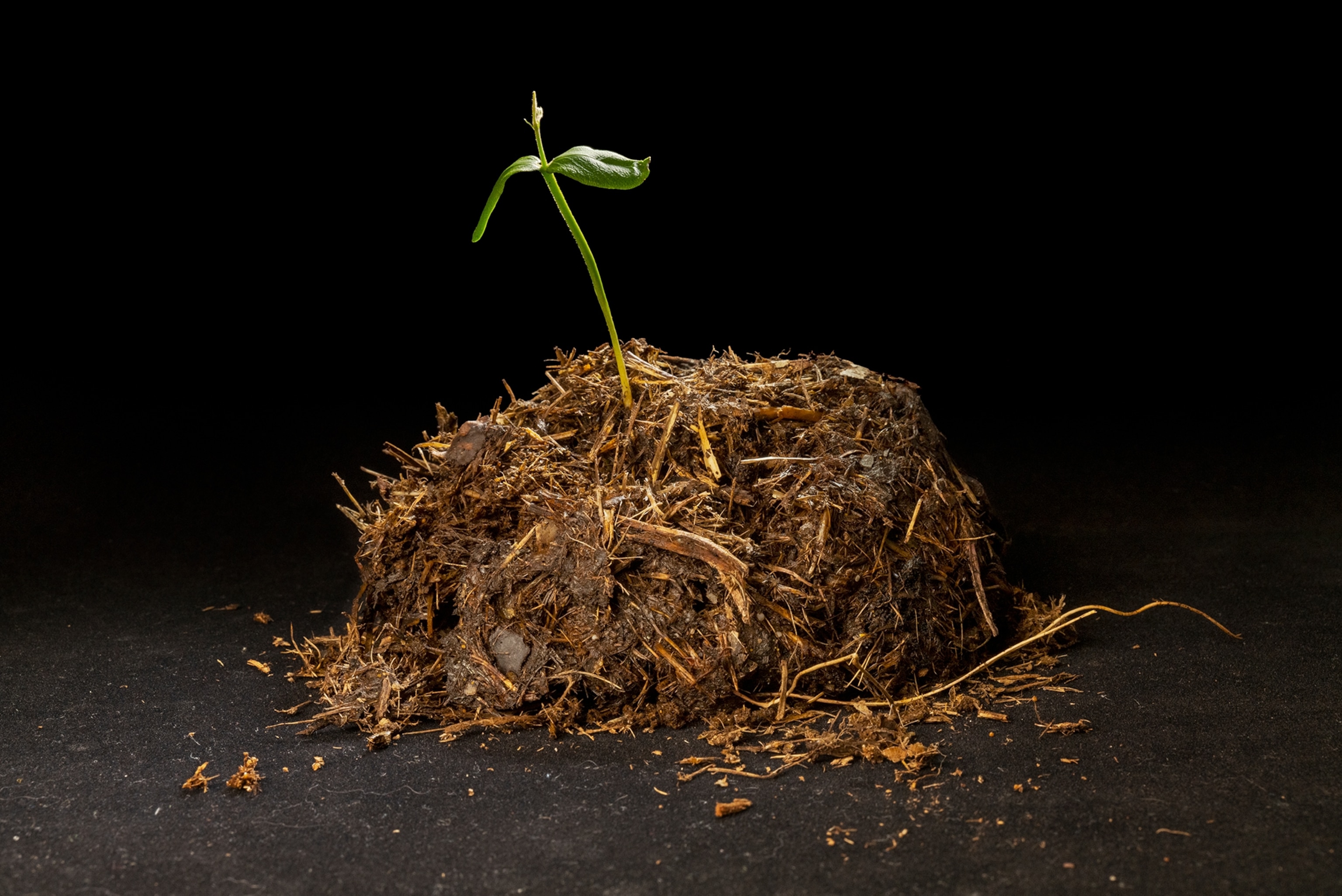 A pile of brown with a green sprout with two leaves coming out of it.