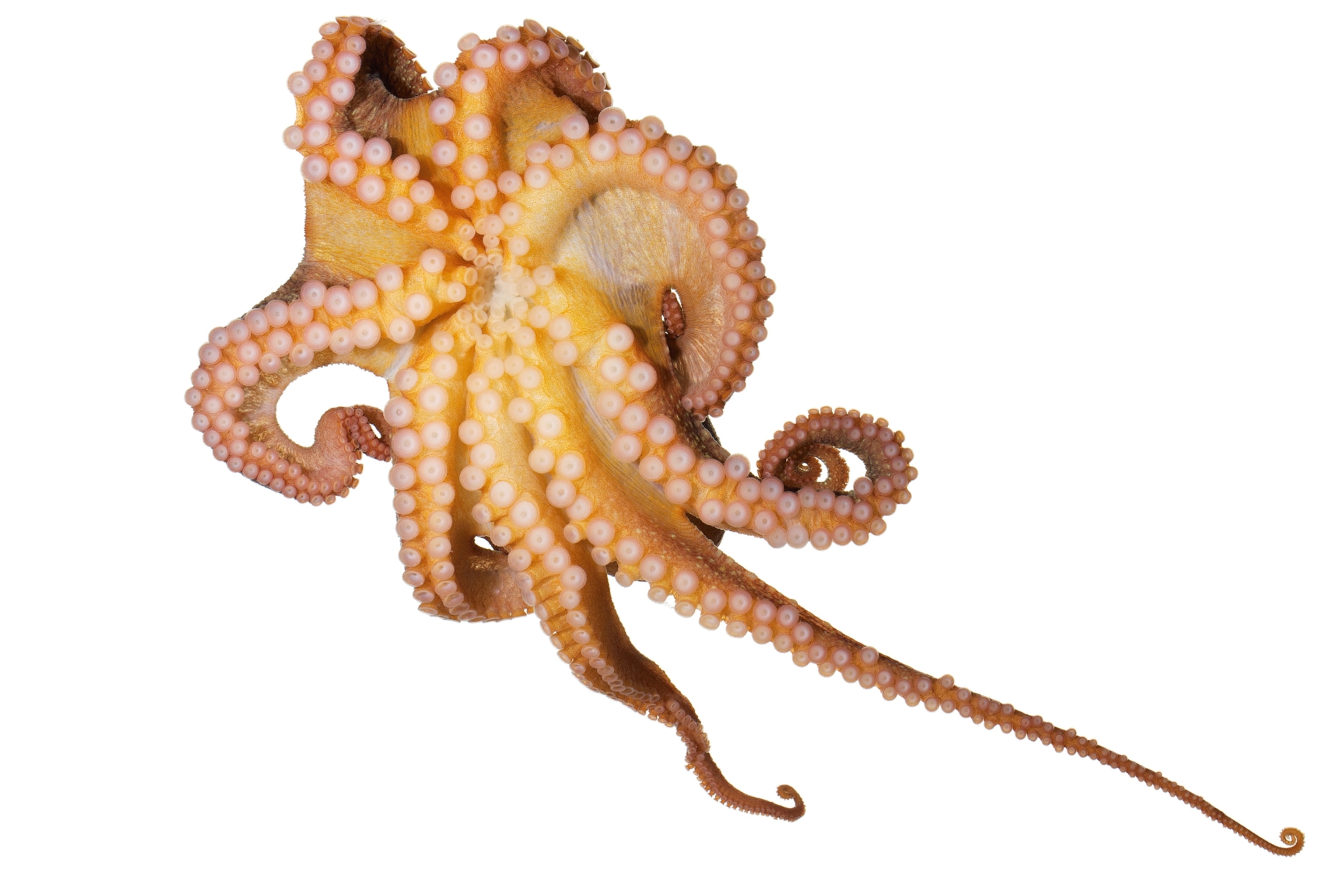 a Pacific red octopus showing its suckers