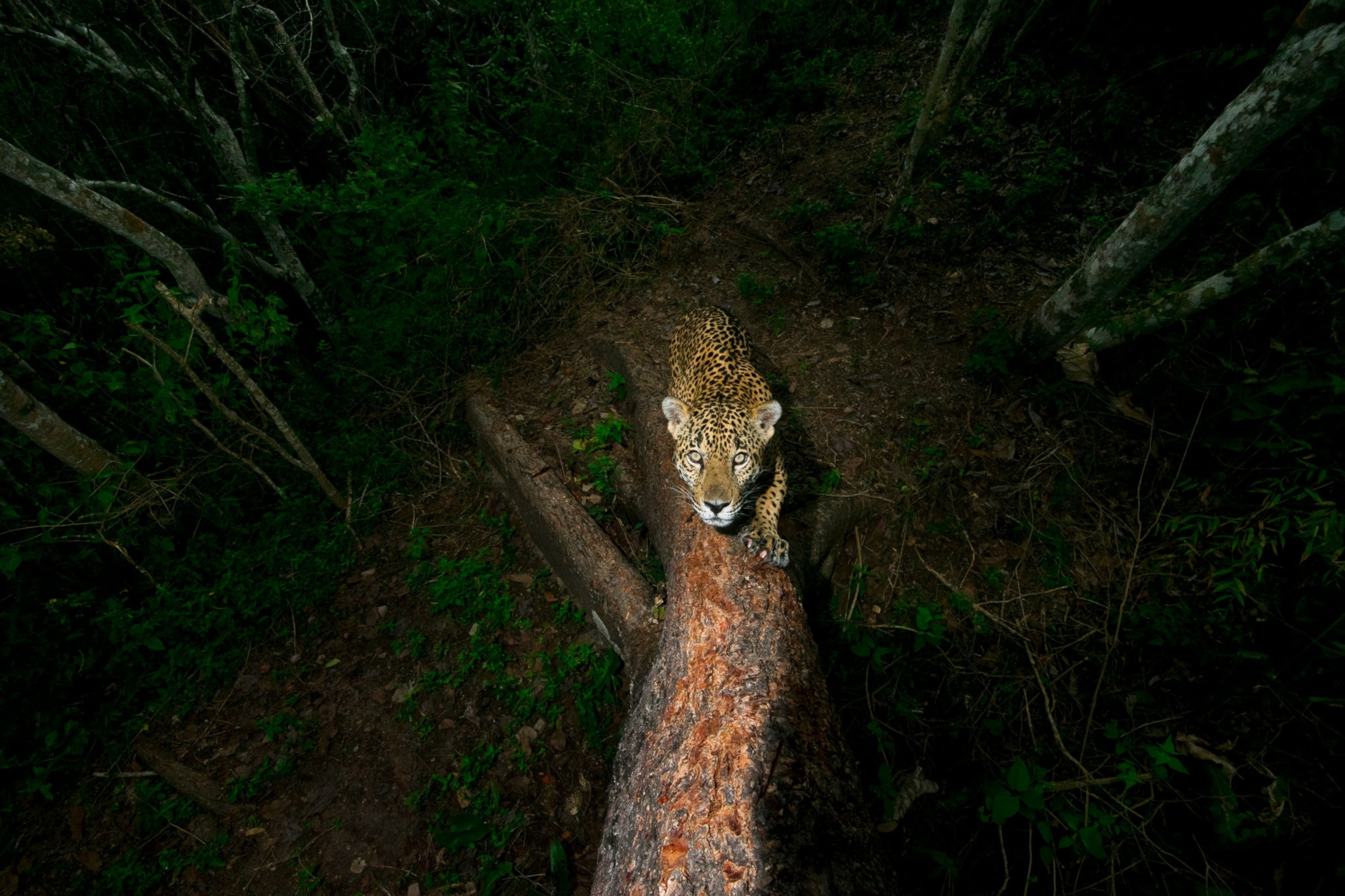 a male jaguar