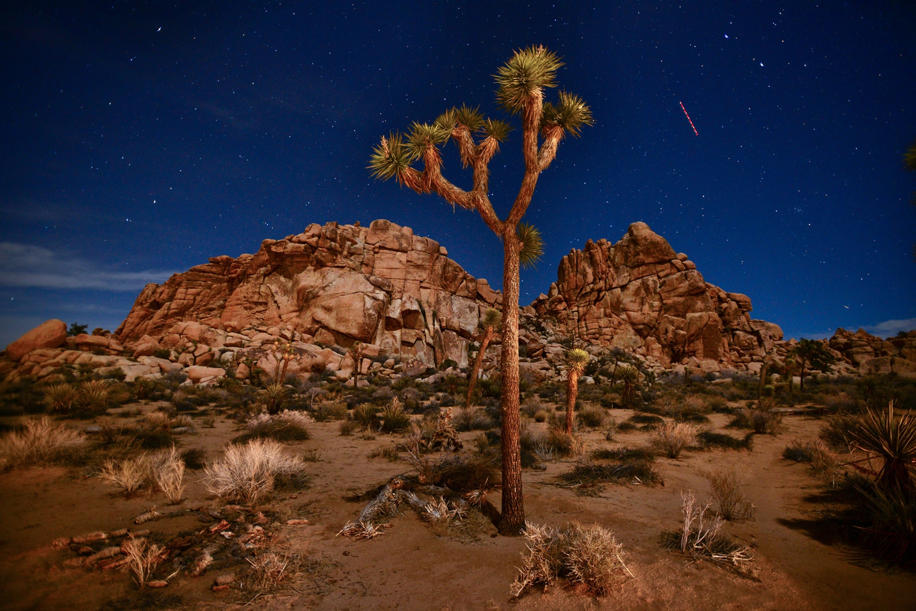 Joshua trees lit by moonlight in Joshua Tree National Park.