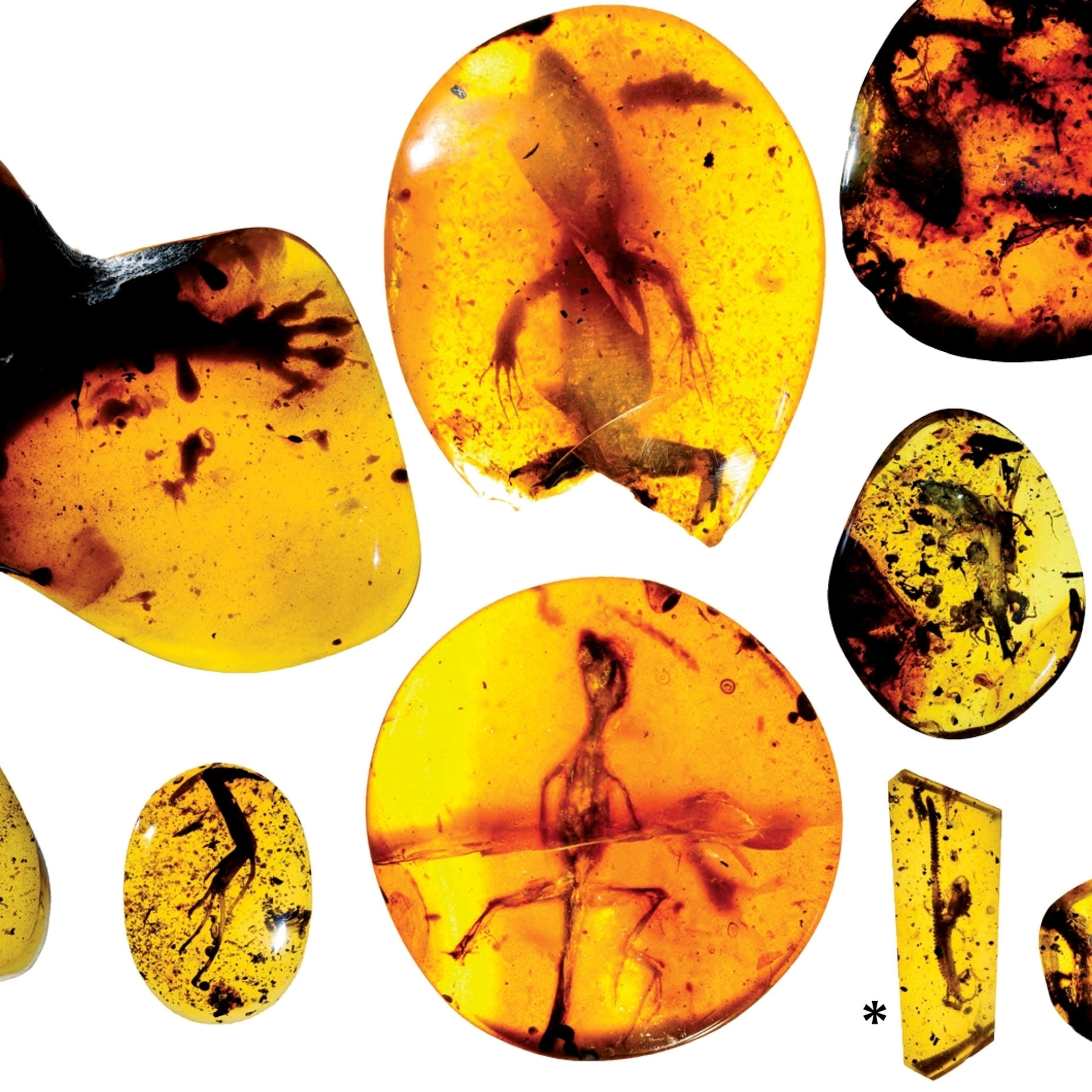 different shaped pieces of amber with inclusions.