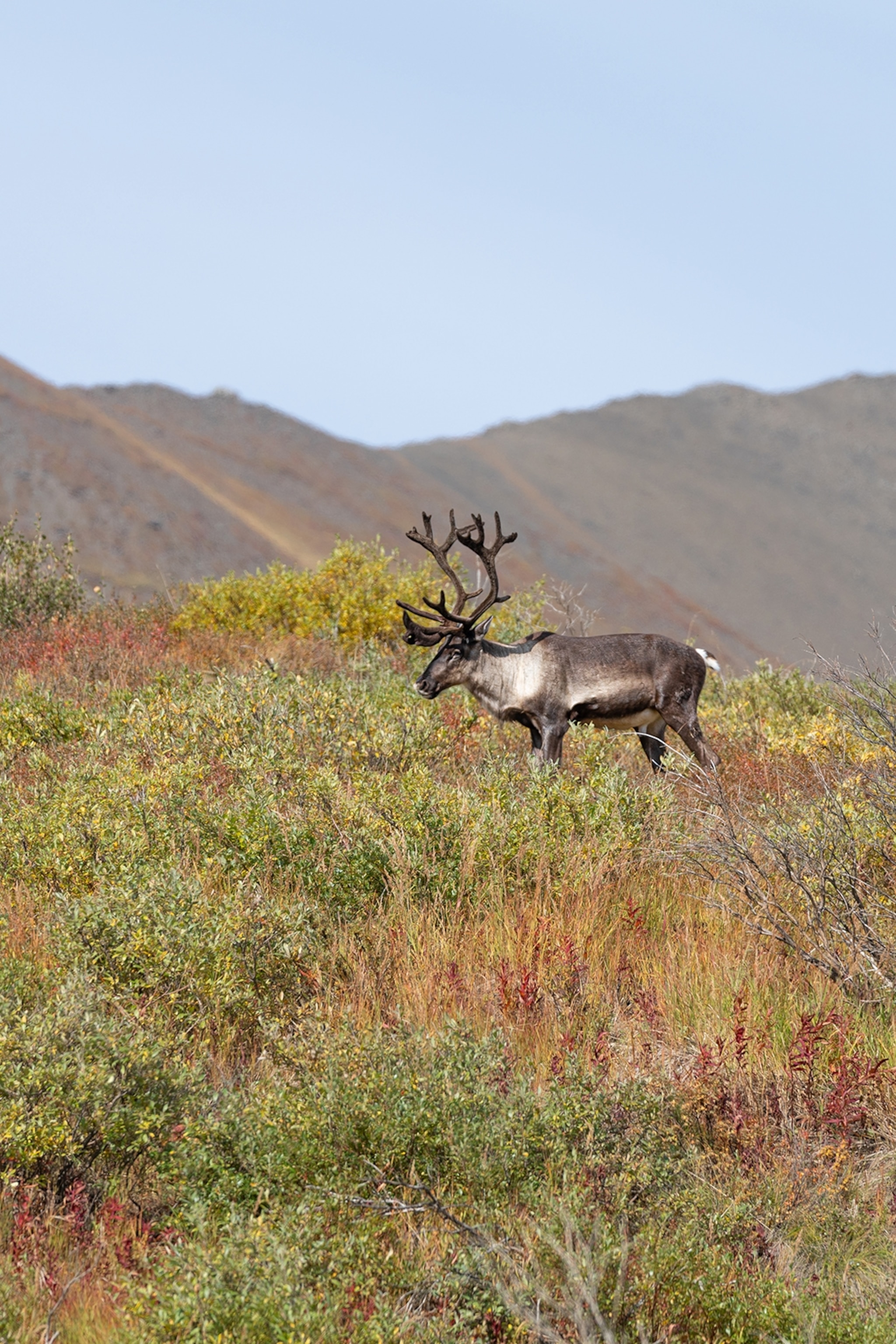 A nature shot of an elk in shallow, dry bushes with mountains in the background.