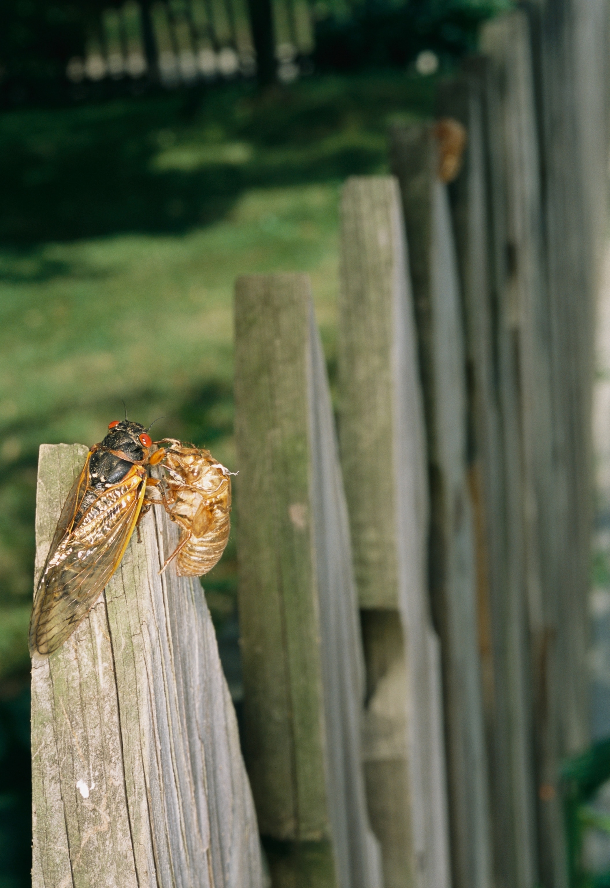 Cicadas on a fence