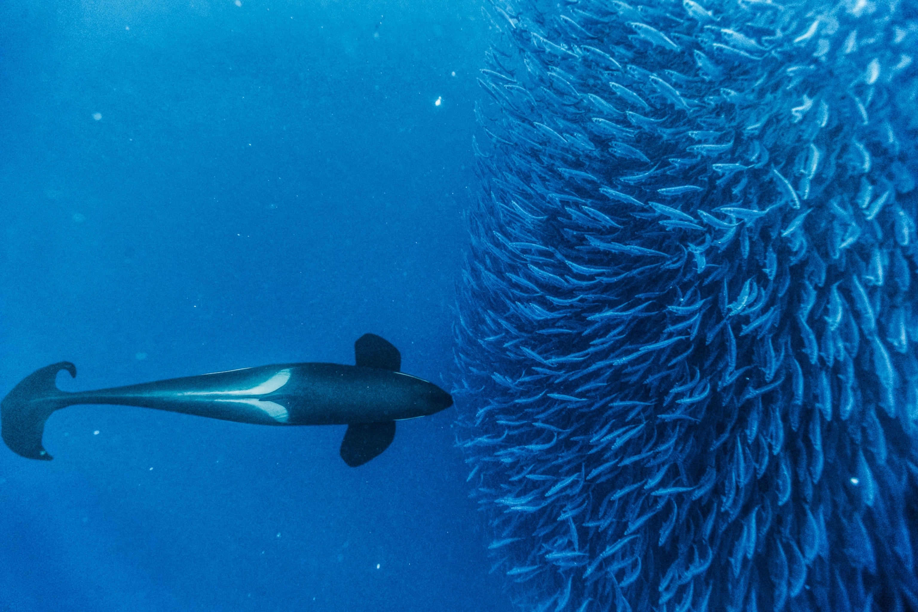 an orca