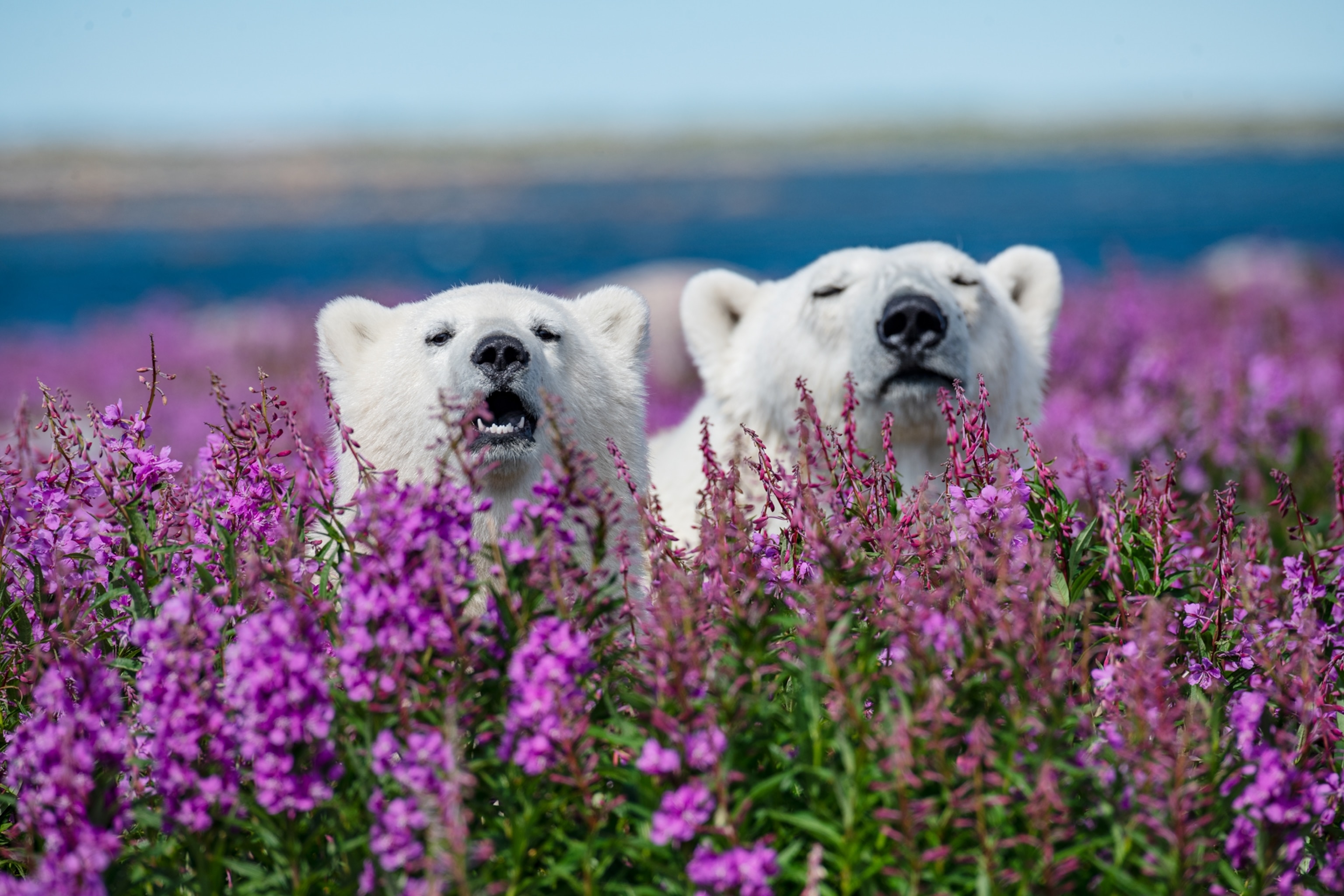 Picture of two bear heads sticking out from blooming fireweeds.