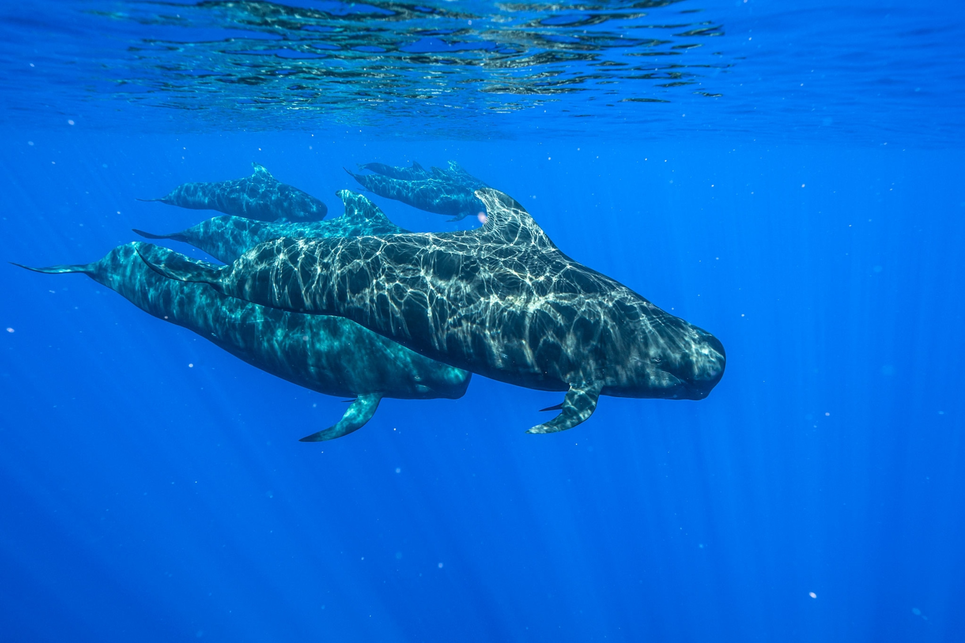 pilot whales