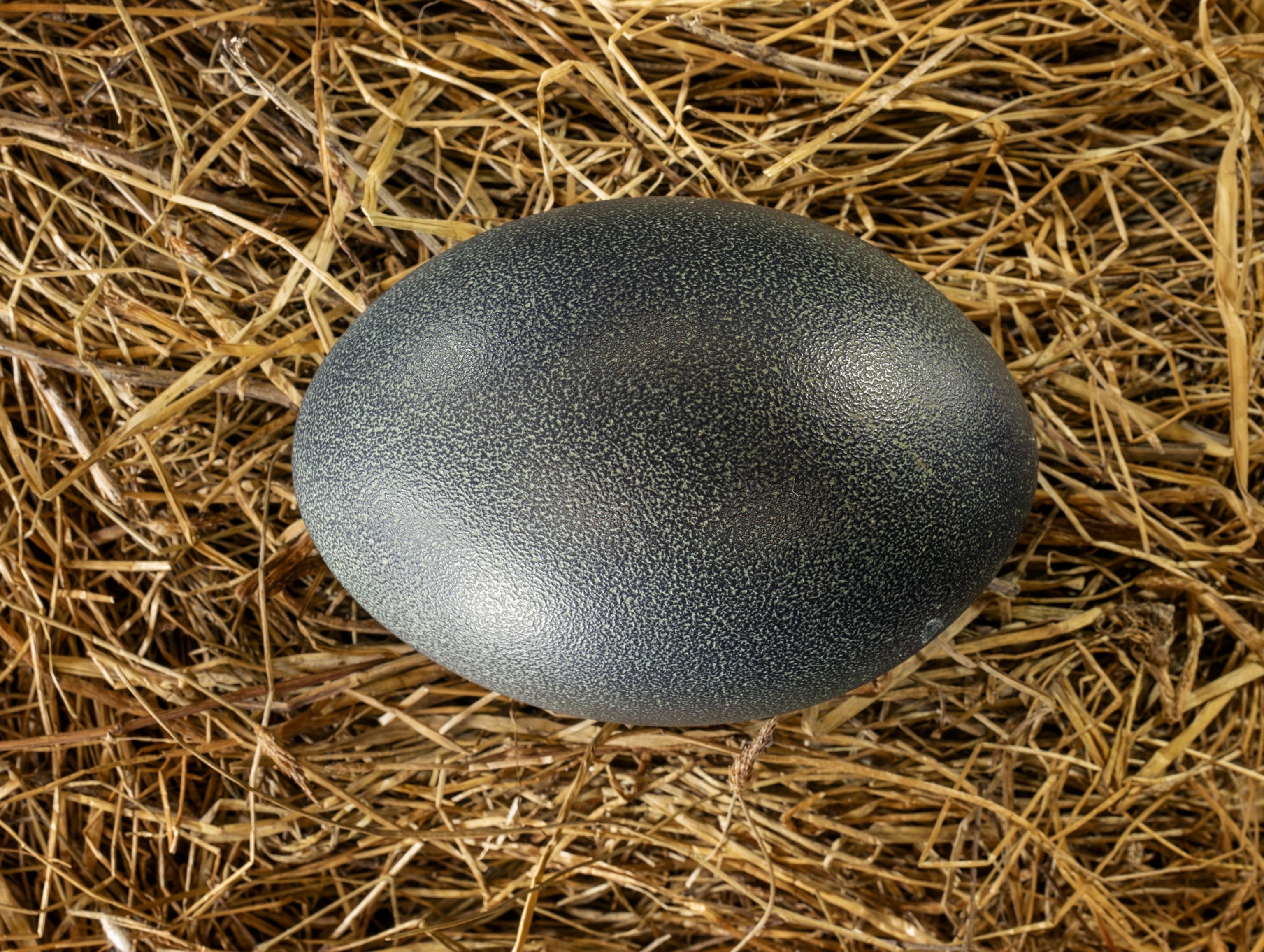 a black egg