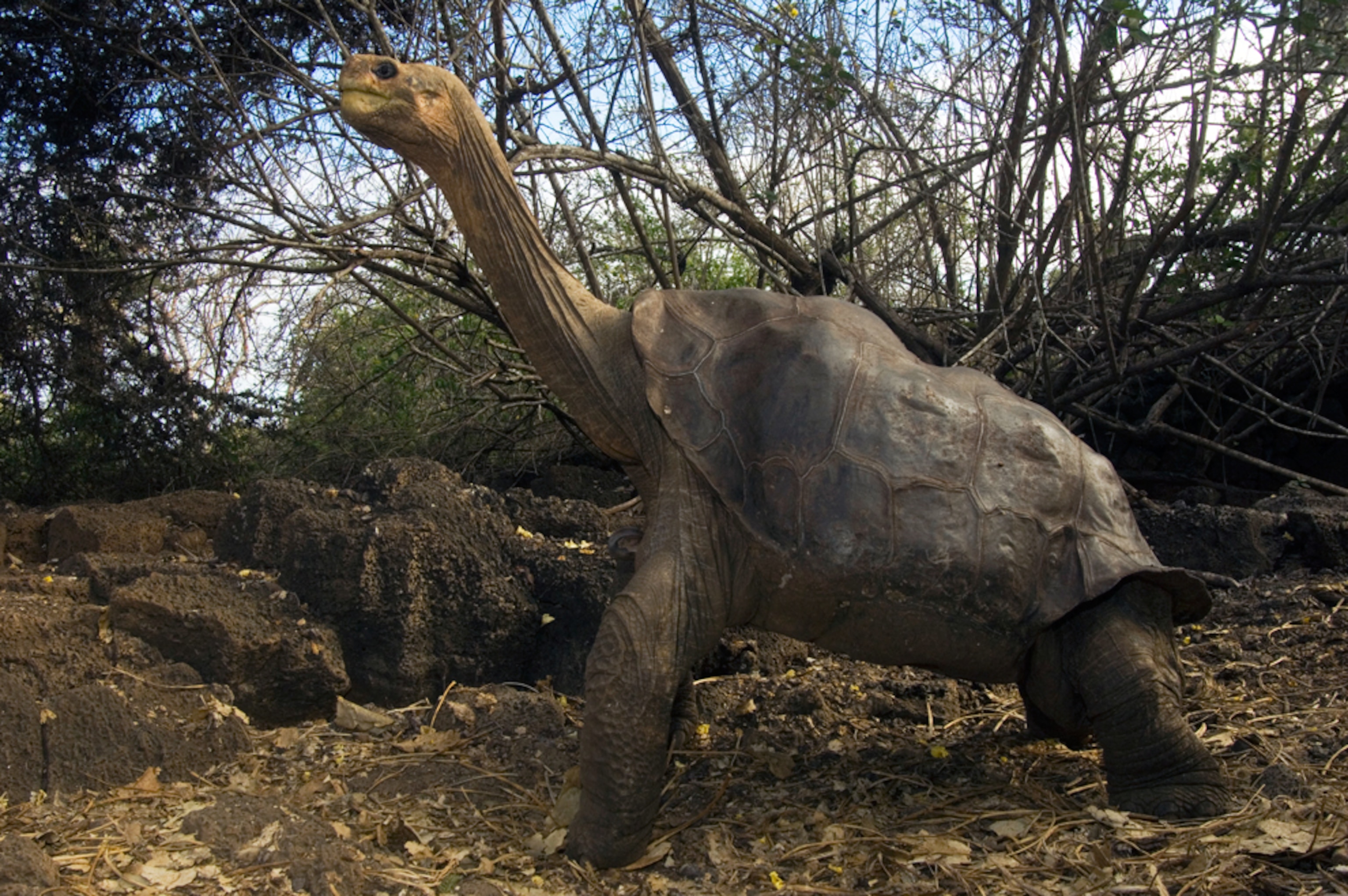 Pinta Island Galapagos Tortoise (Geochelone nigra abingdoni), Lonesome George, the last survivor of his race, Darwin Reserve Station, Santa Cruz Island, Galapagos Islands, Ecuador