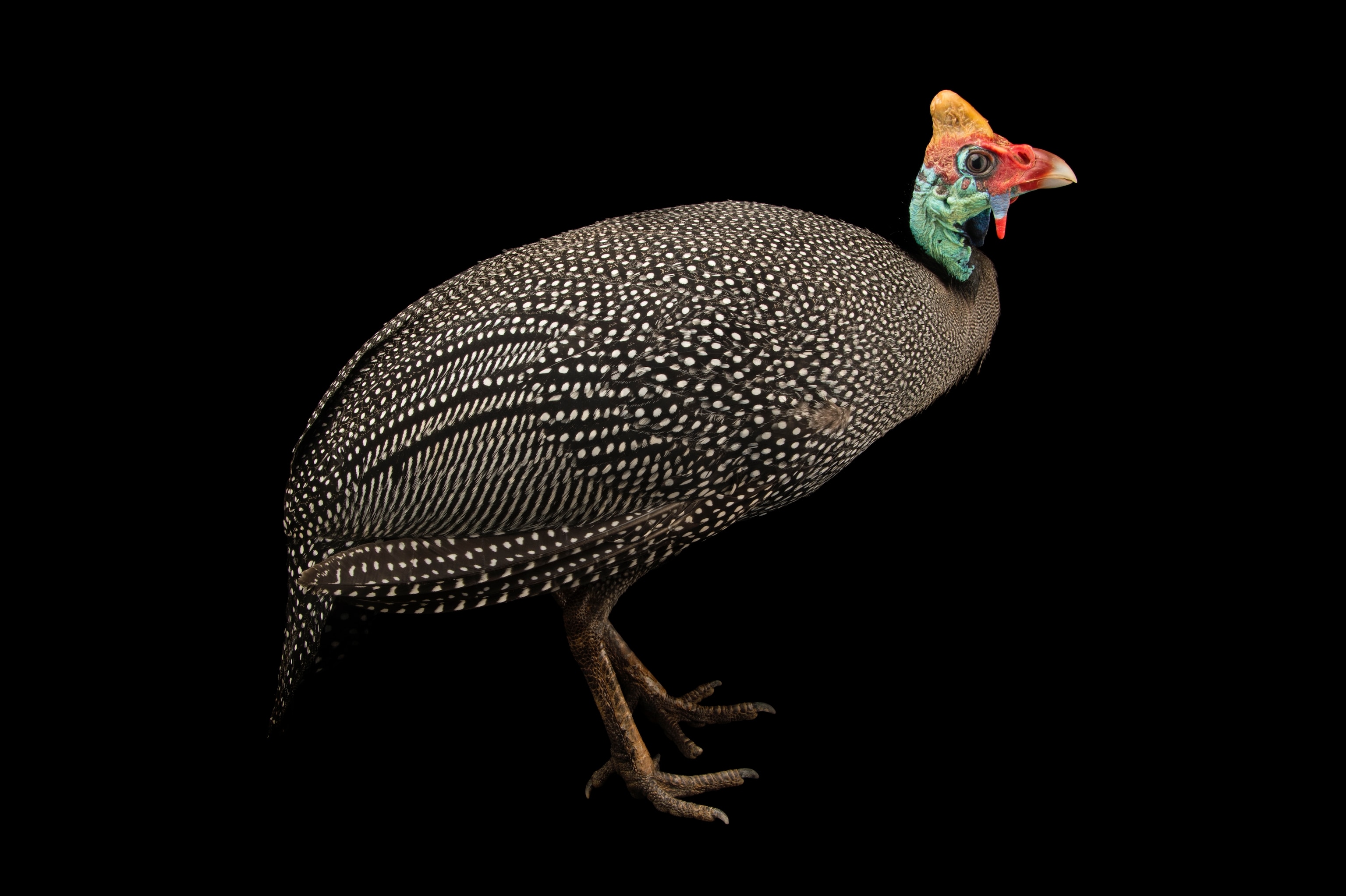 A guineafowl stands profile facing the right with green and red framing its eye and spotted feathers along the length of its body.