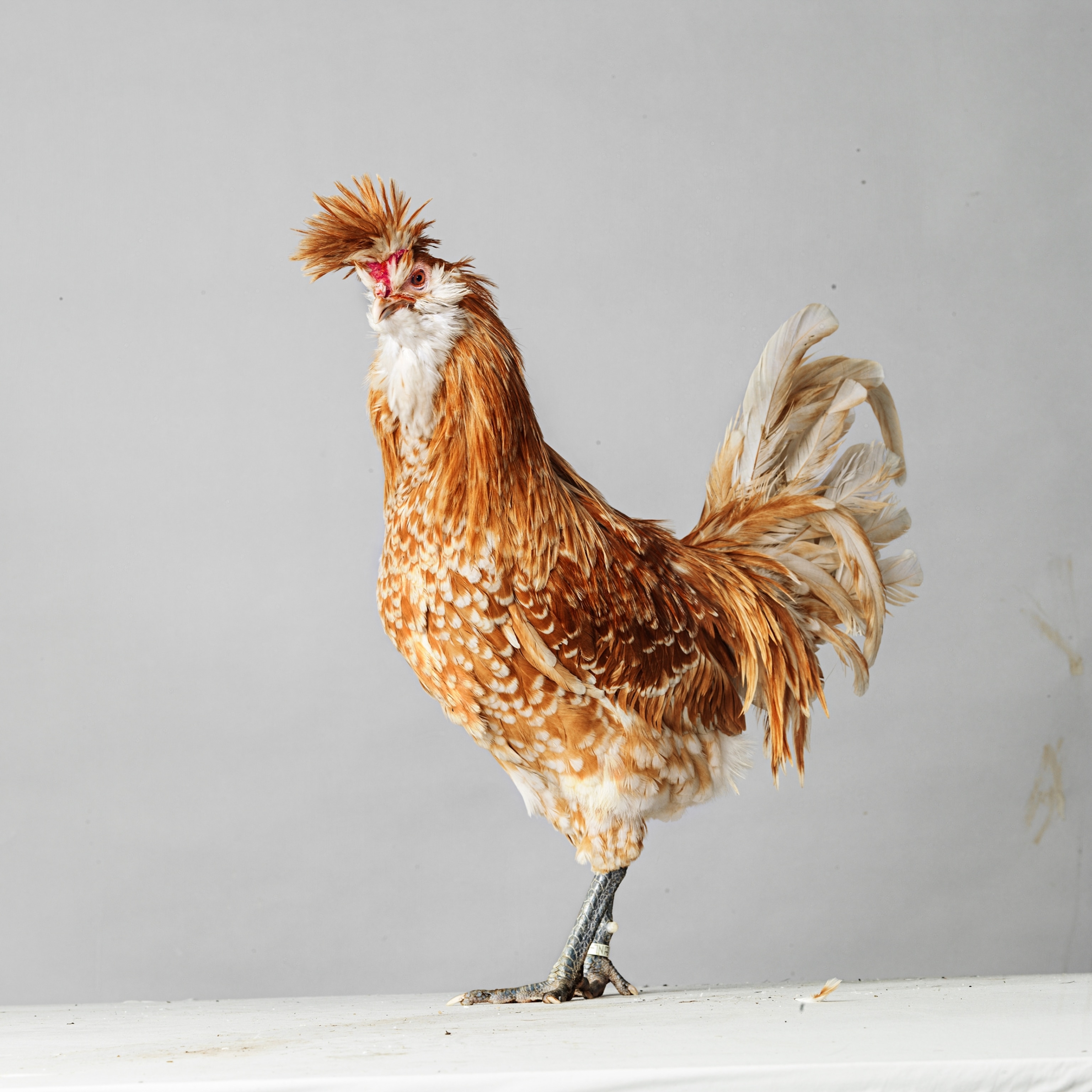 Picture of tall and slim bird with golden feather, white collar and mohawk.