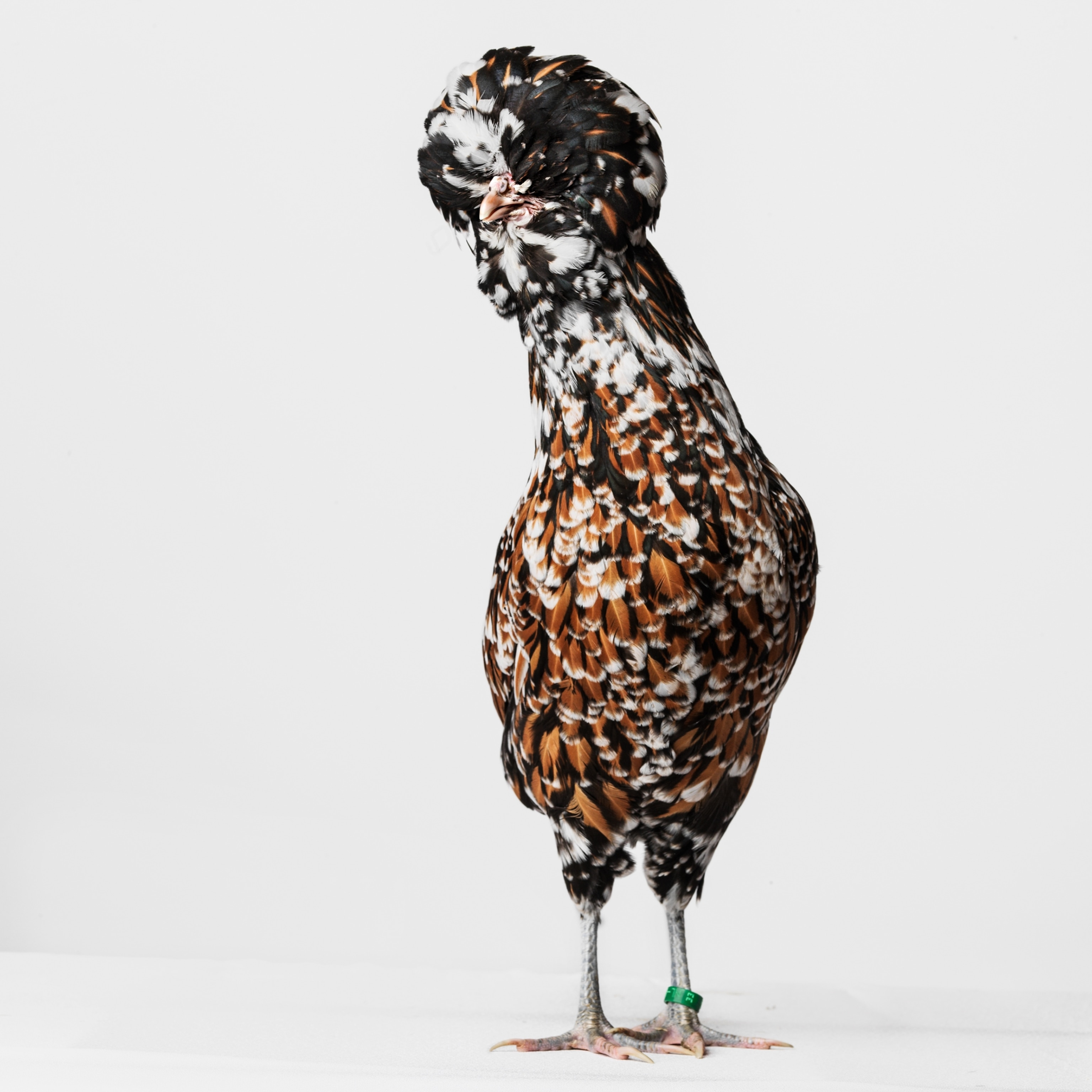 Picture of motley chicken.