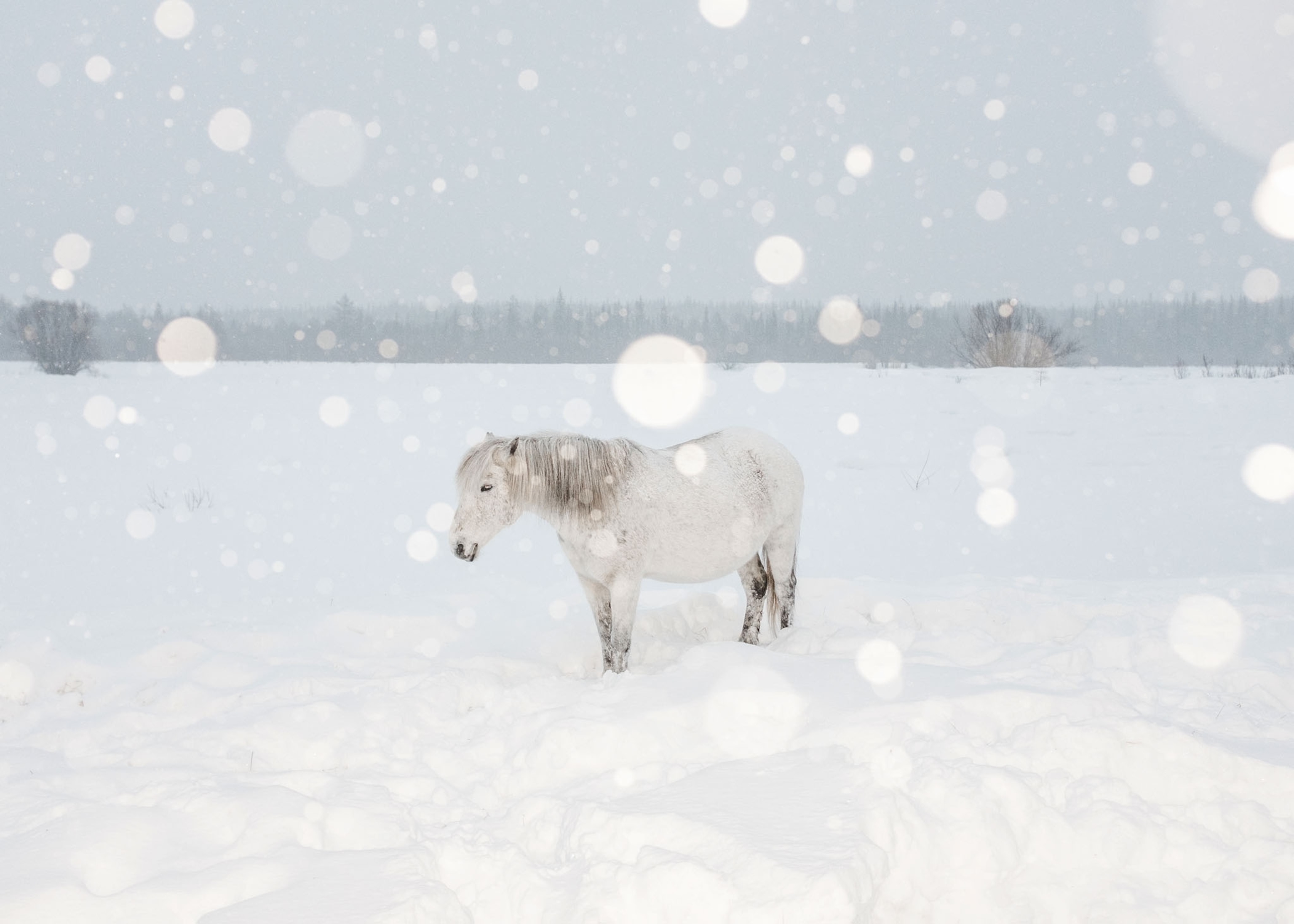 light-grey horse under falling snow