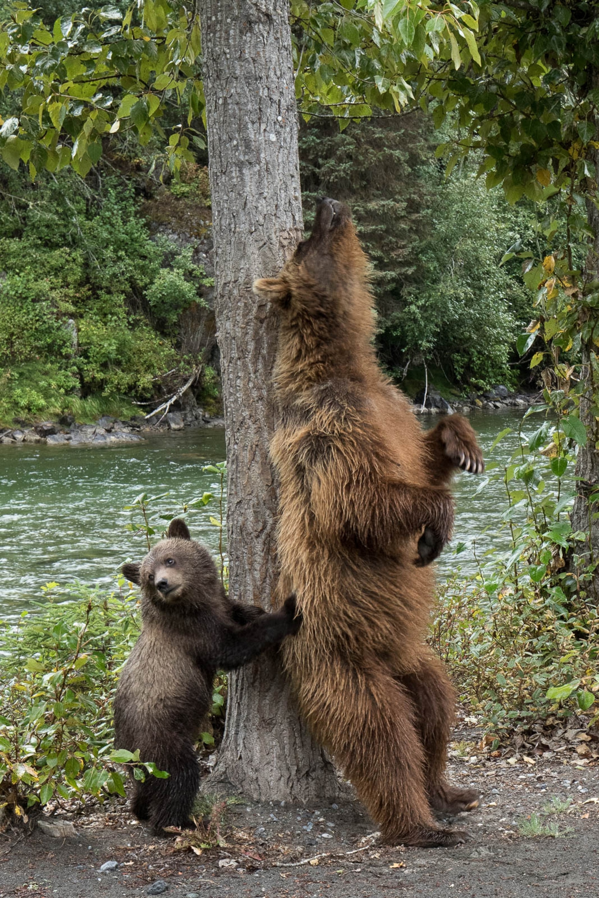 animal scratching