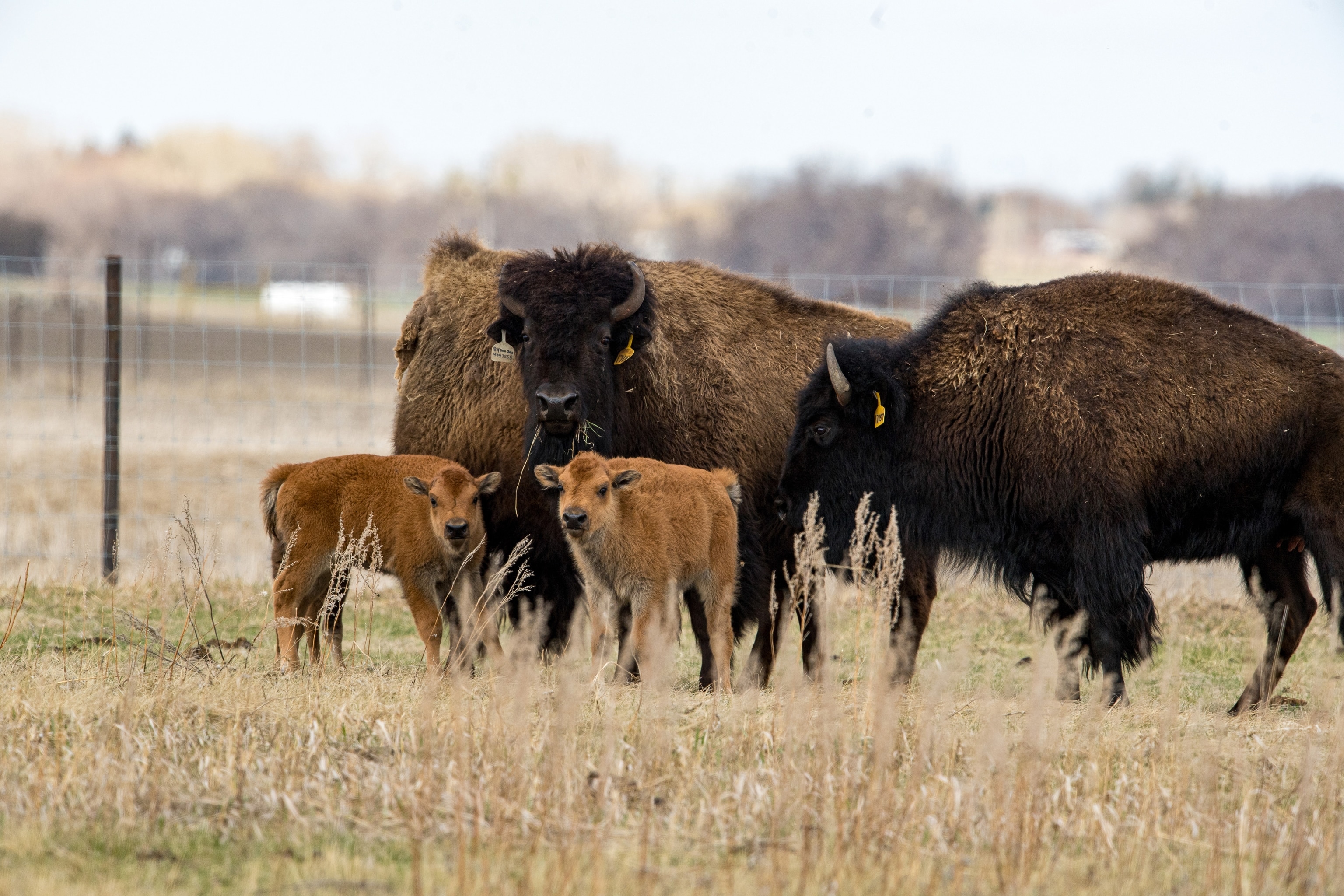 These bison calves are the first to be born in Saskatchewan’s Wanuskewin in more than 150 years.