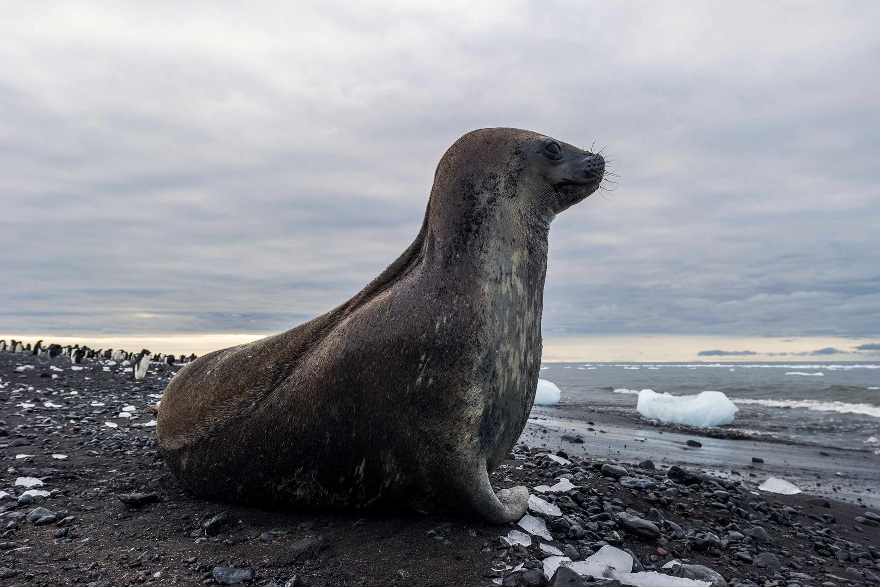 weddell seal