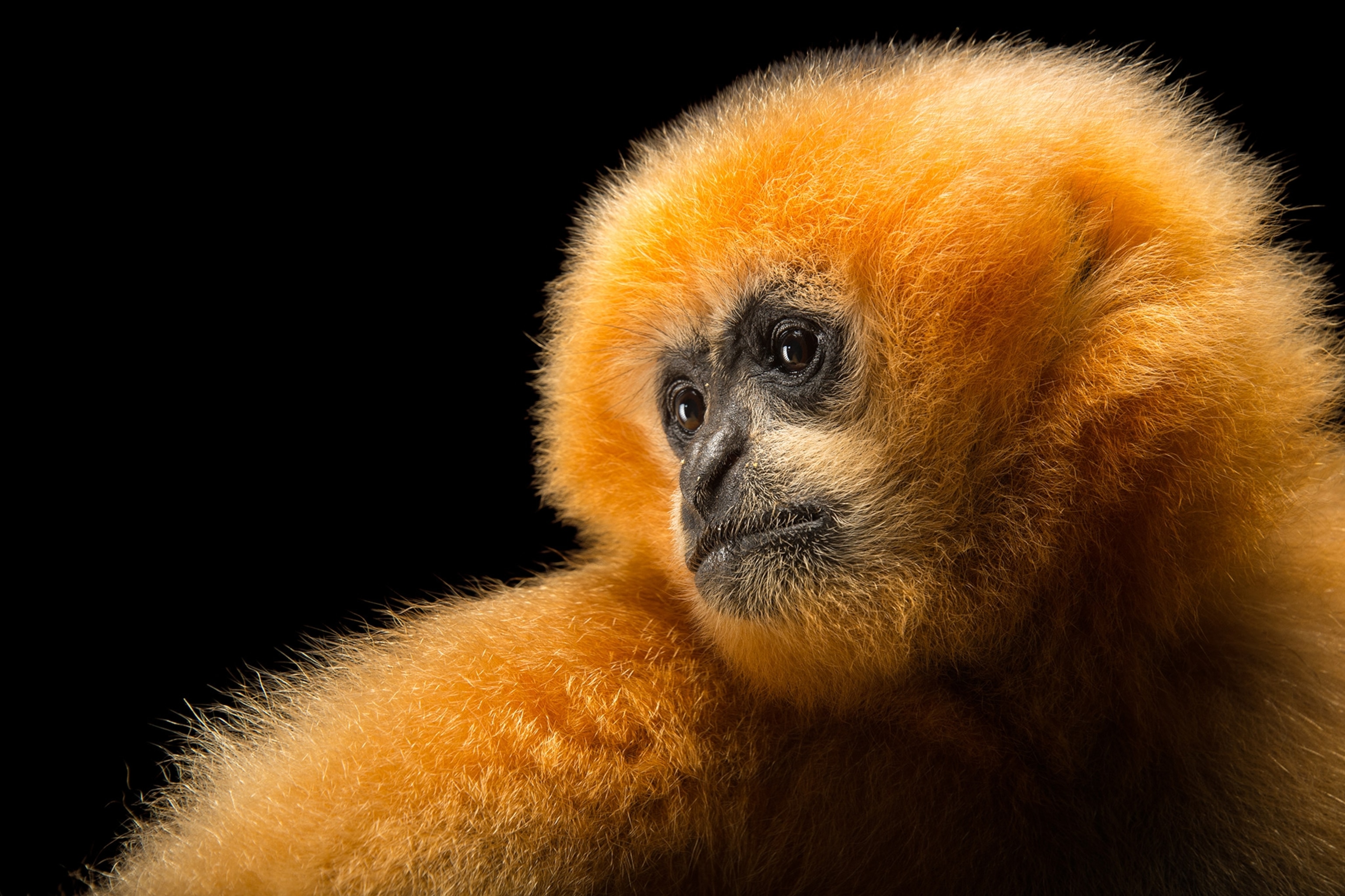 a female northern white cheeked gibbon