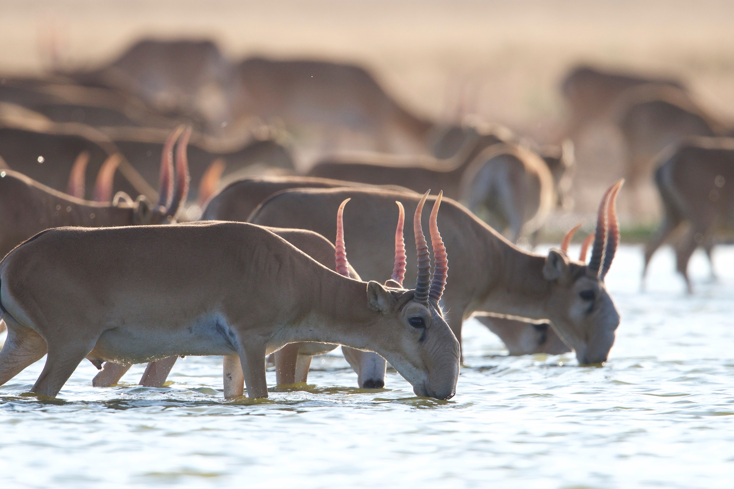 The pink tips are visible as the sun illuminates the antelope horns as they drink water in a group.