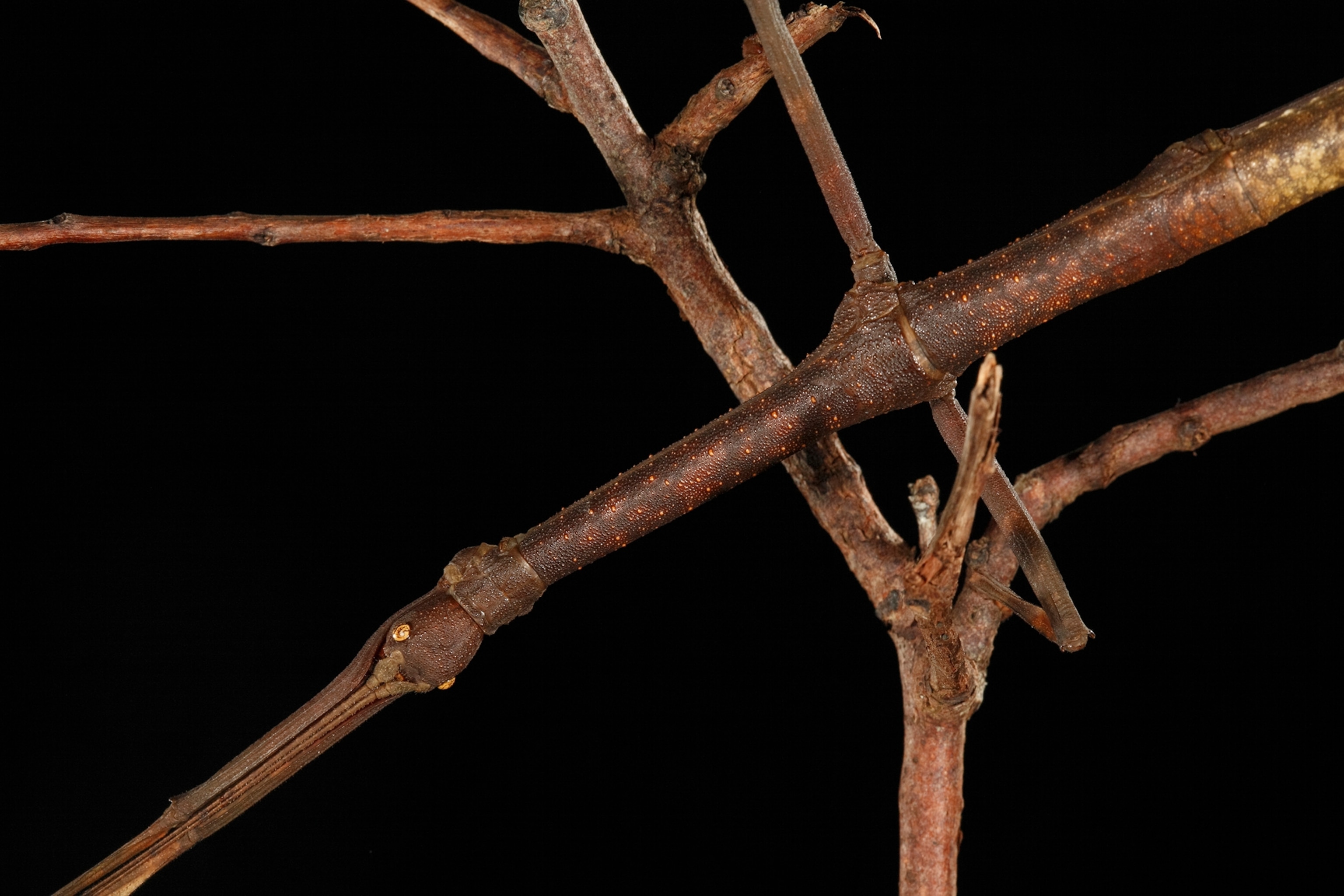 Arrowhead dead leaf mimic mantis portraits in leaf litter