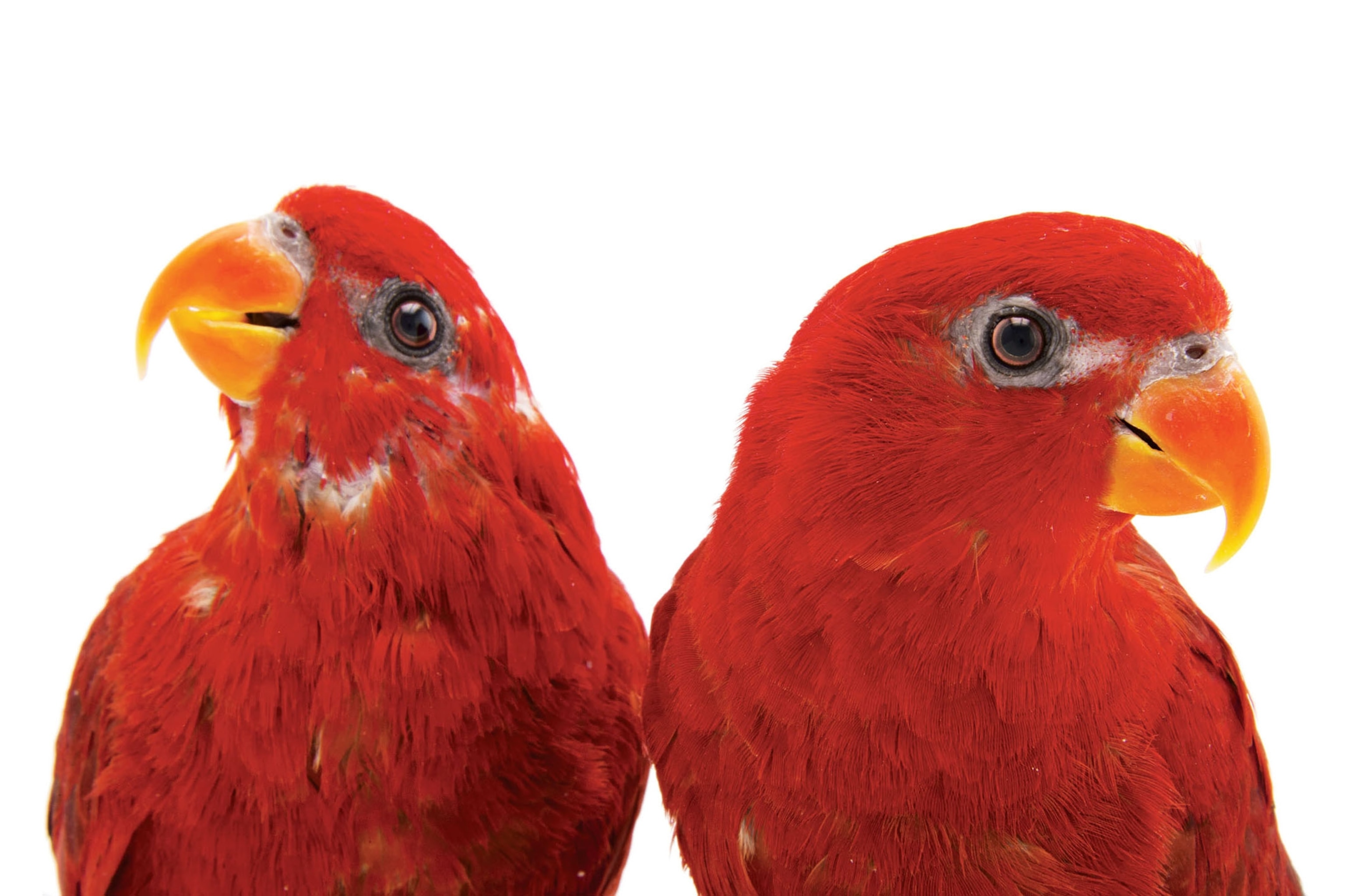 two red lories on a white background