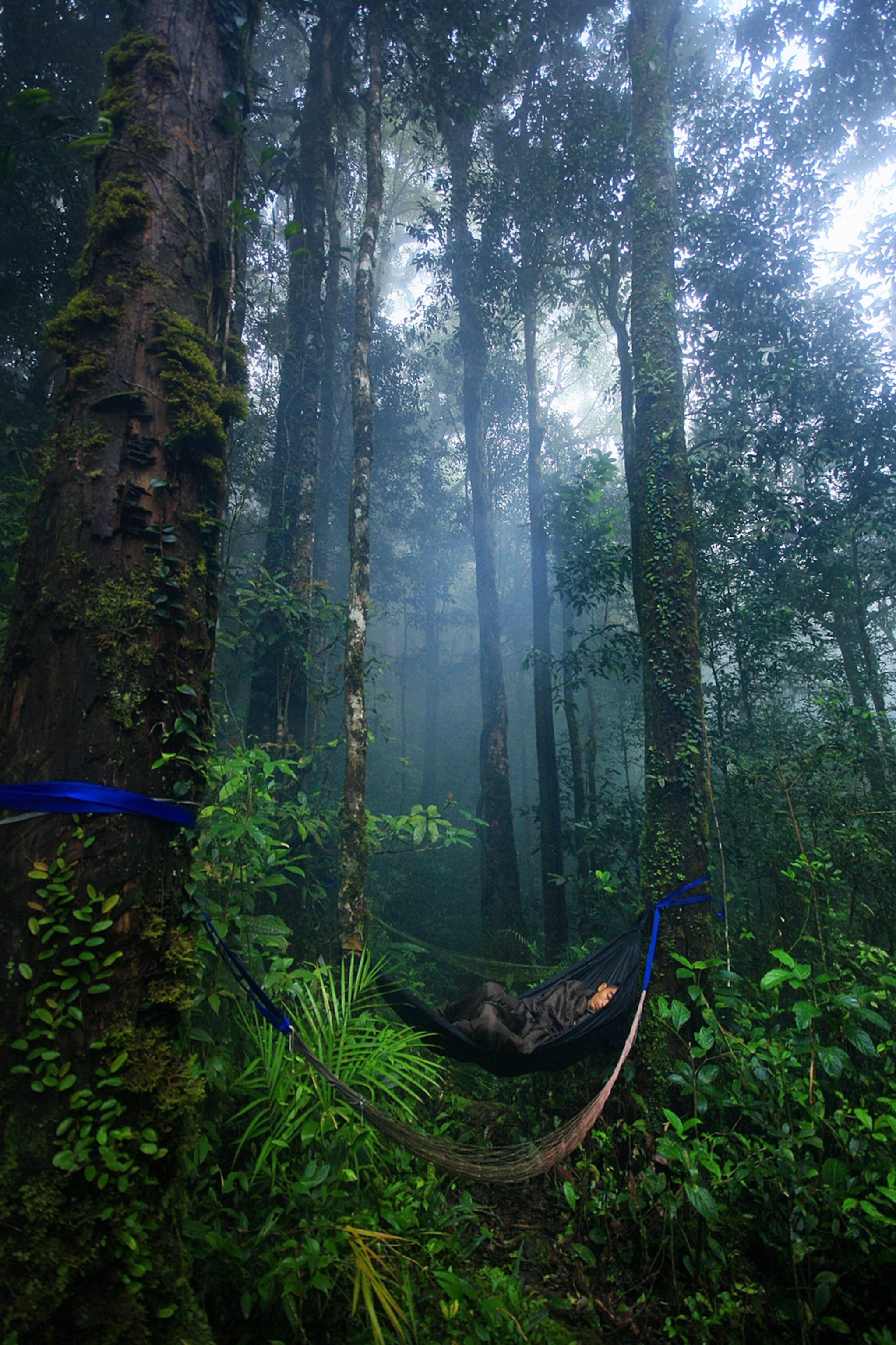 A person sleeps in a hammock in the jungle