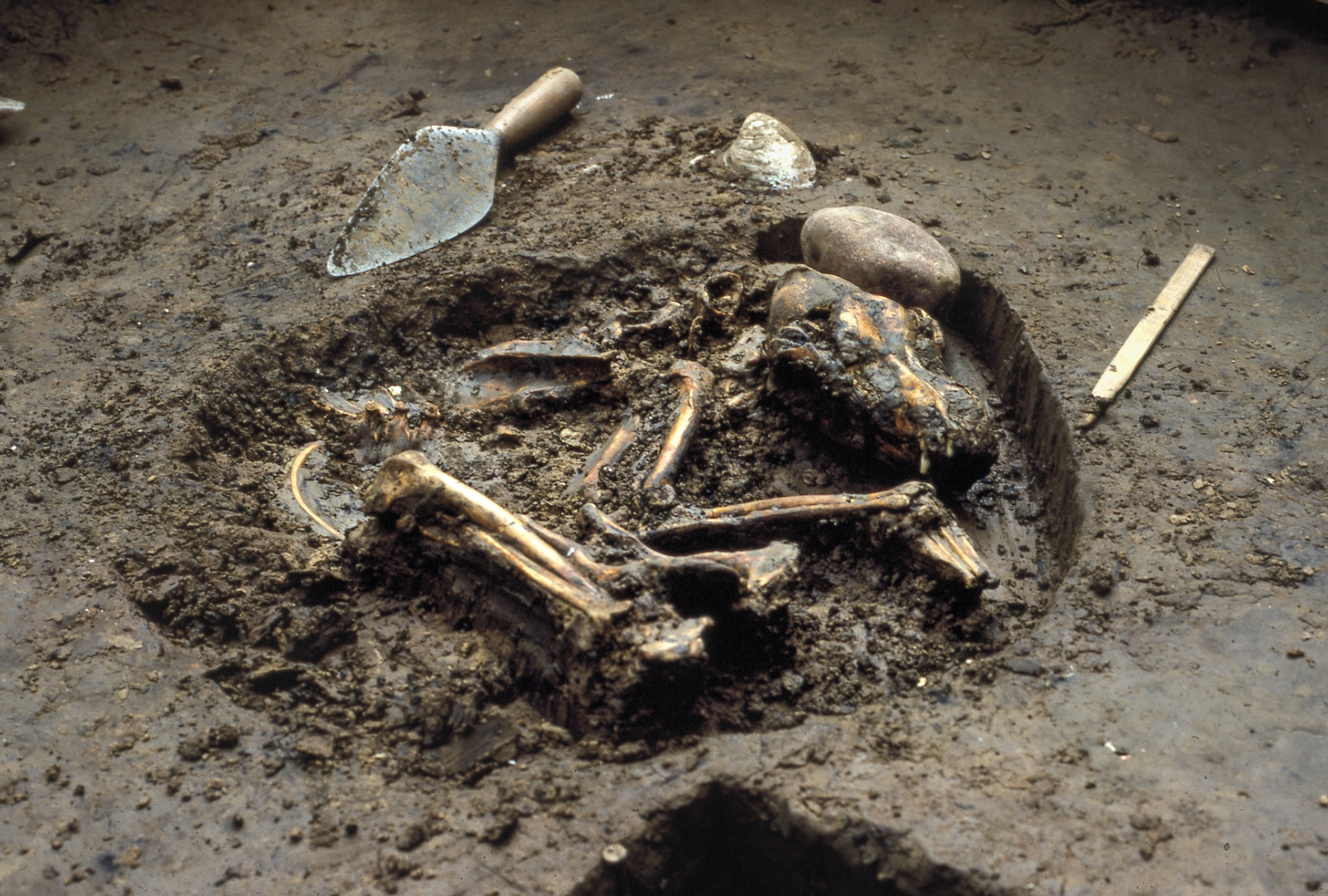 Fossil bones of a dog are seen partly covered in mud. They are laying in a shallow muddy hole with a shovel lying on the top-left of the hole.
