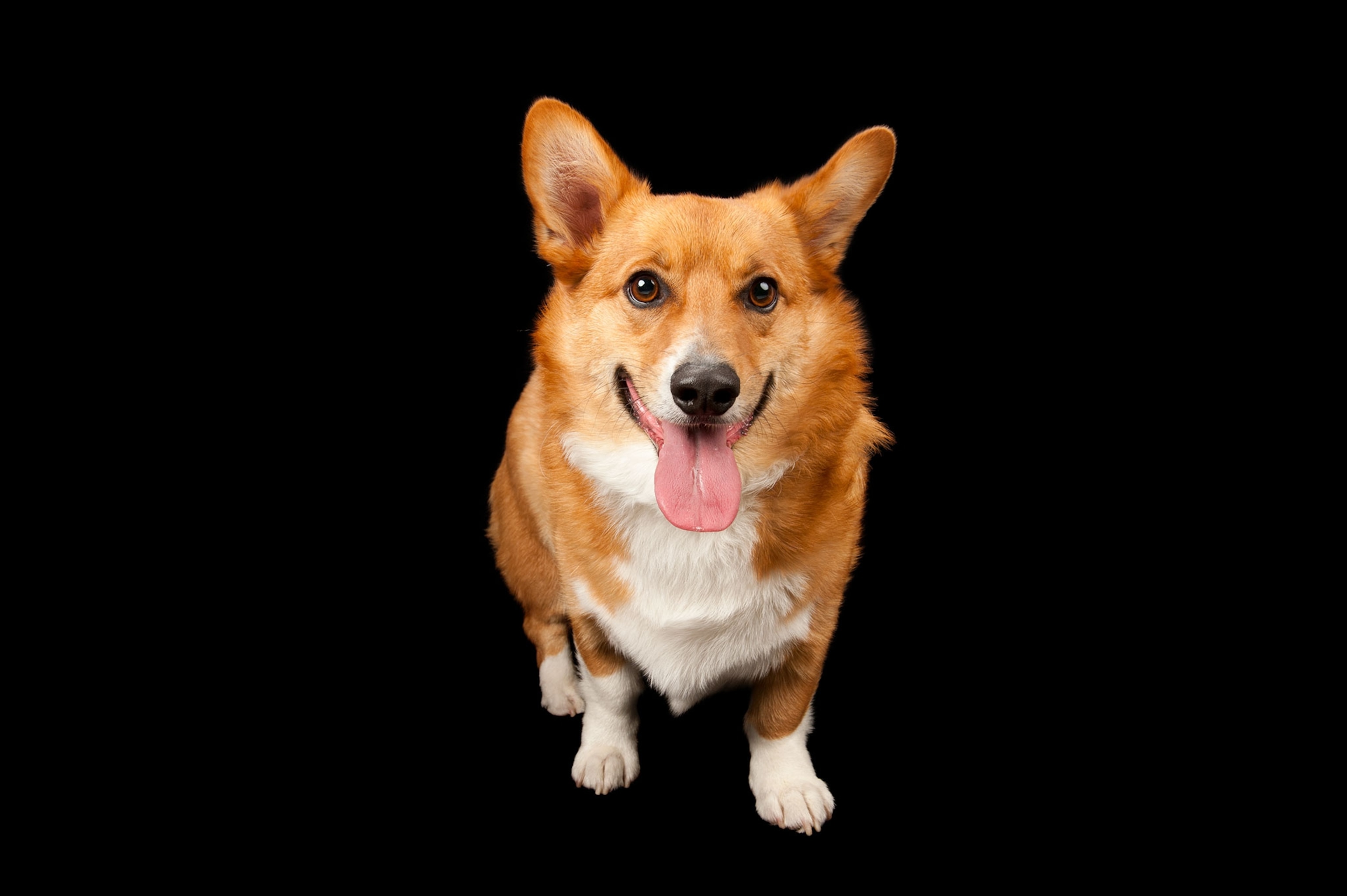 a corgi