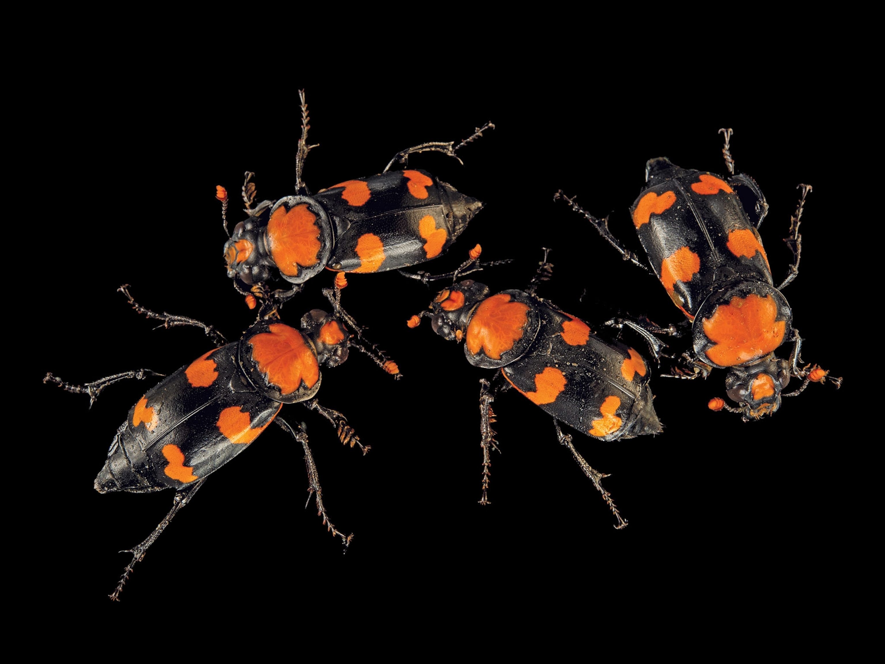 three American burying beetles