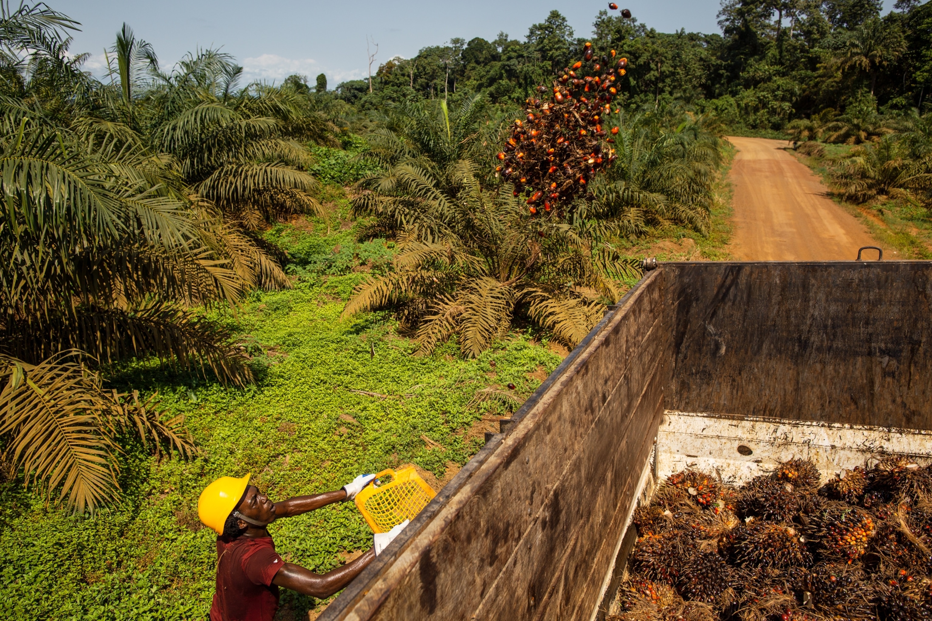 Gabonese workers harvesting and loading palm at Olam's Mouila plantation