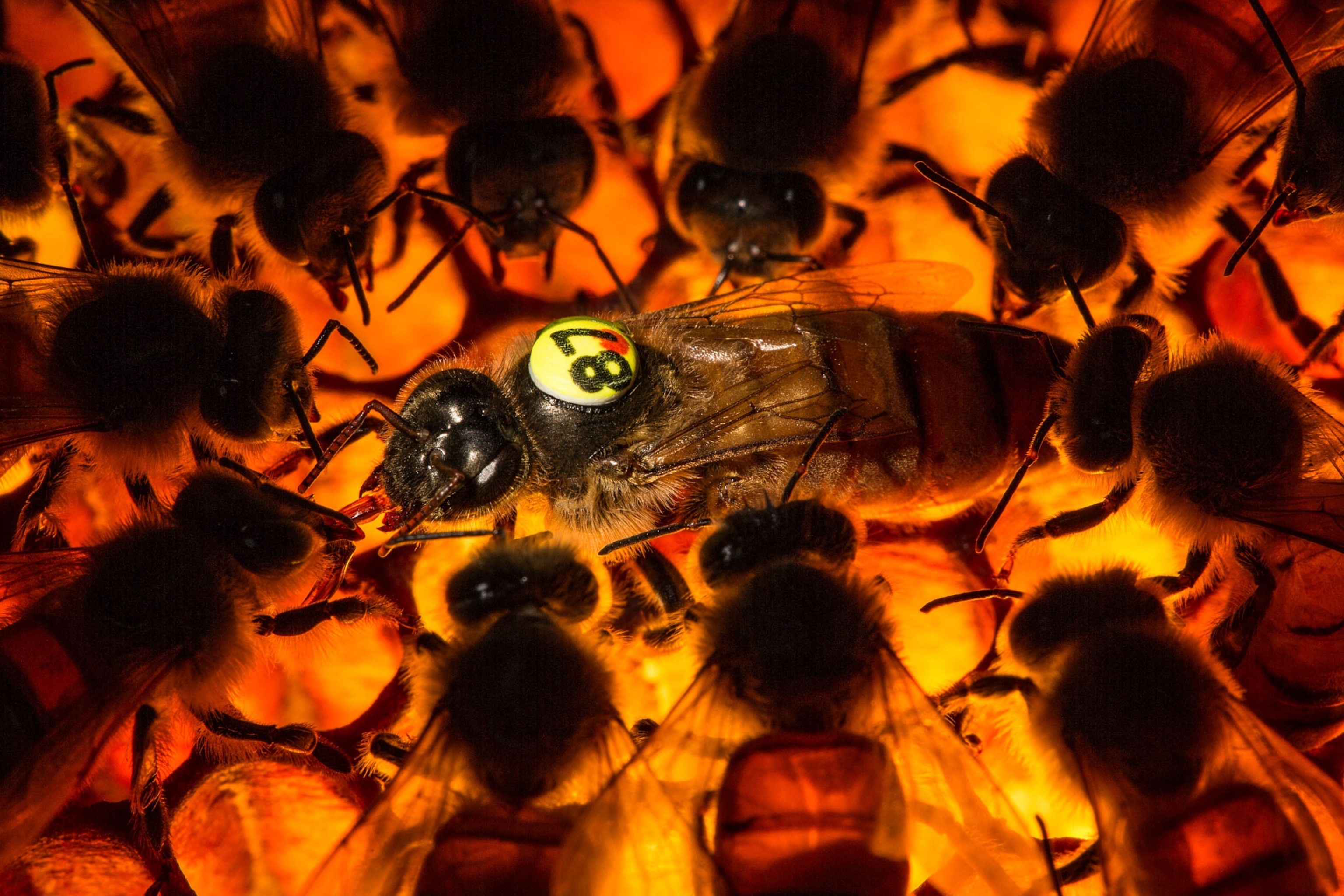 a queen bee surrounded by nurse bees