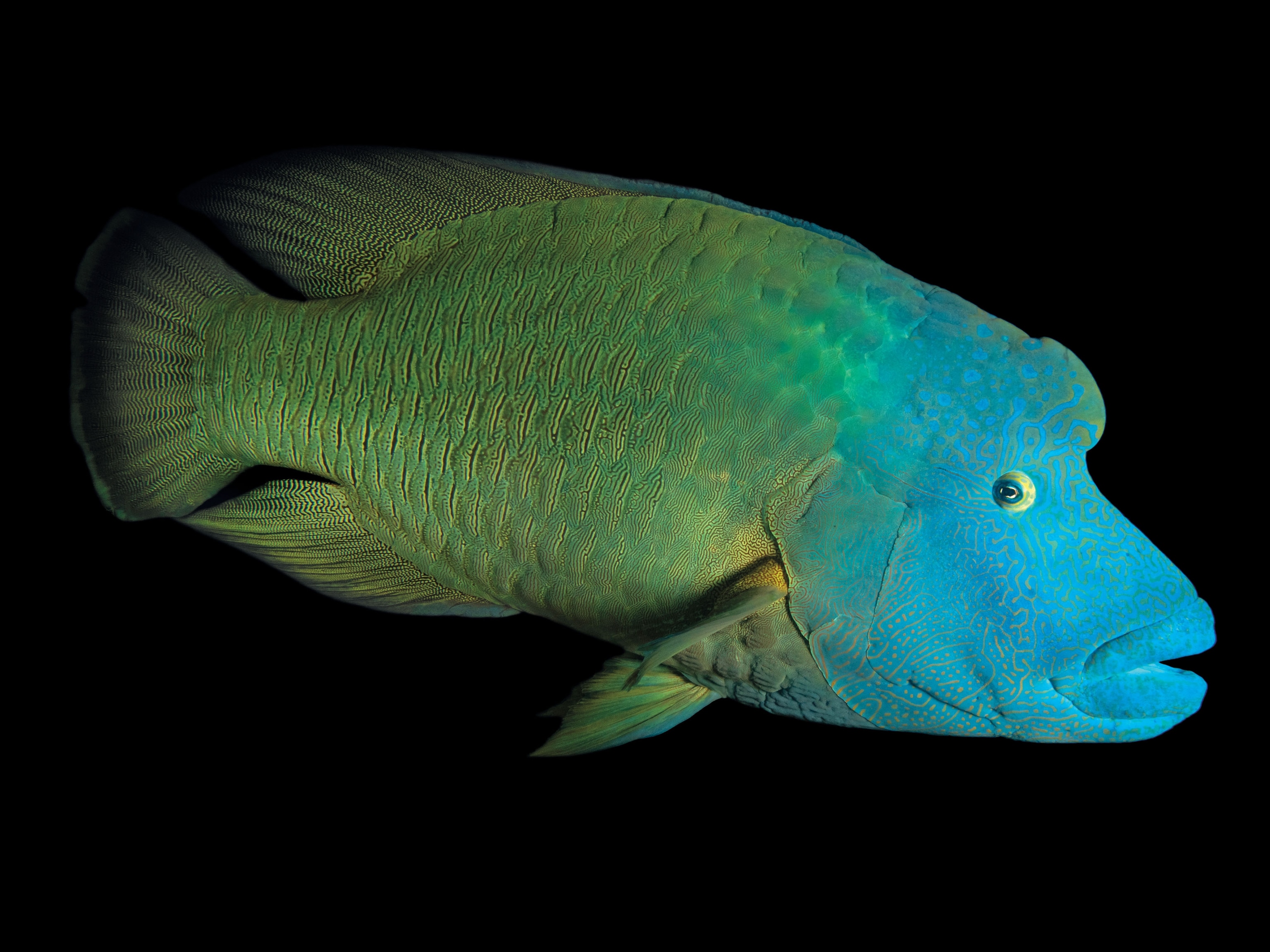 a humphead wrasse
