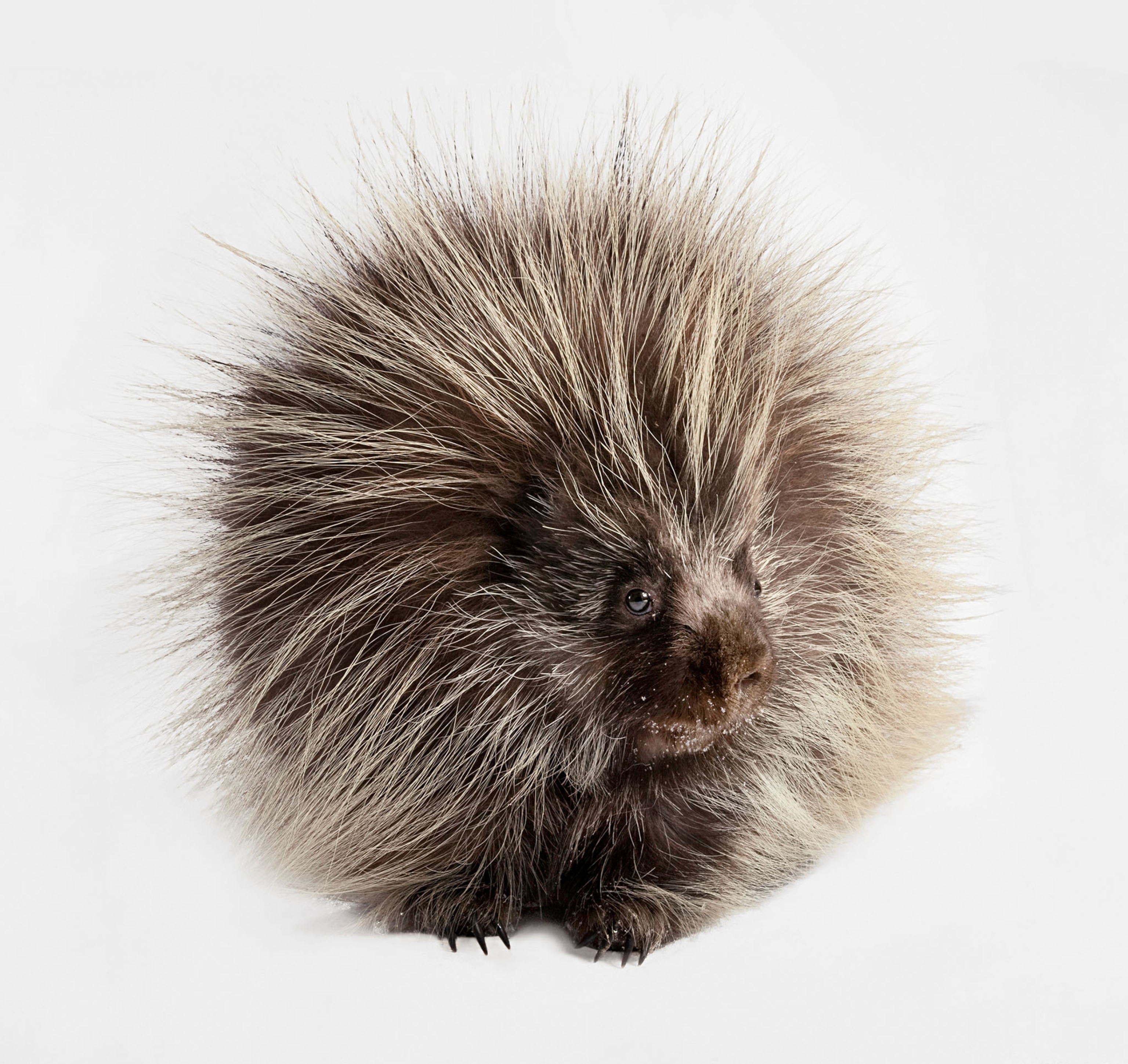 baby porcupine
