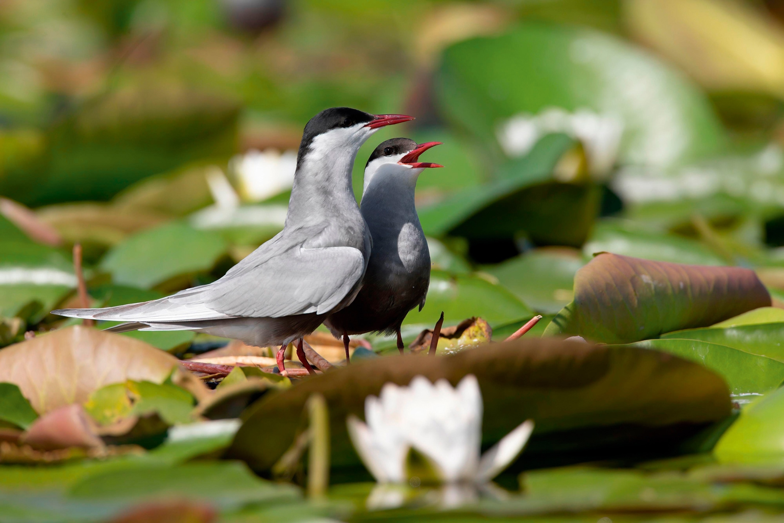 A close-up of two elegant, small birds with pointy beaks on a water lily pad.