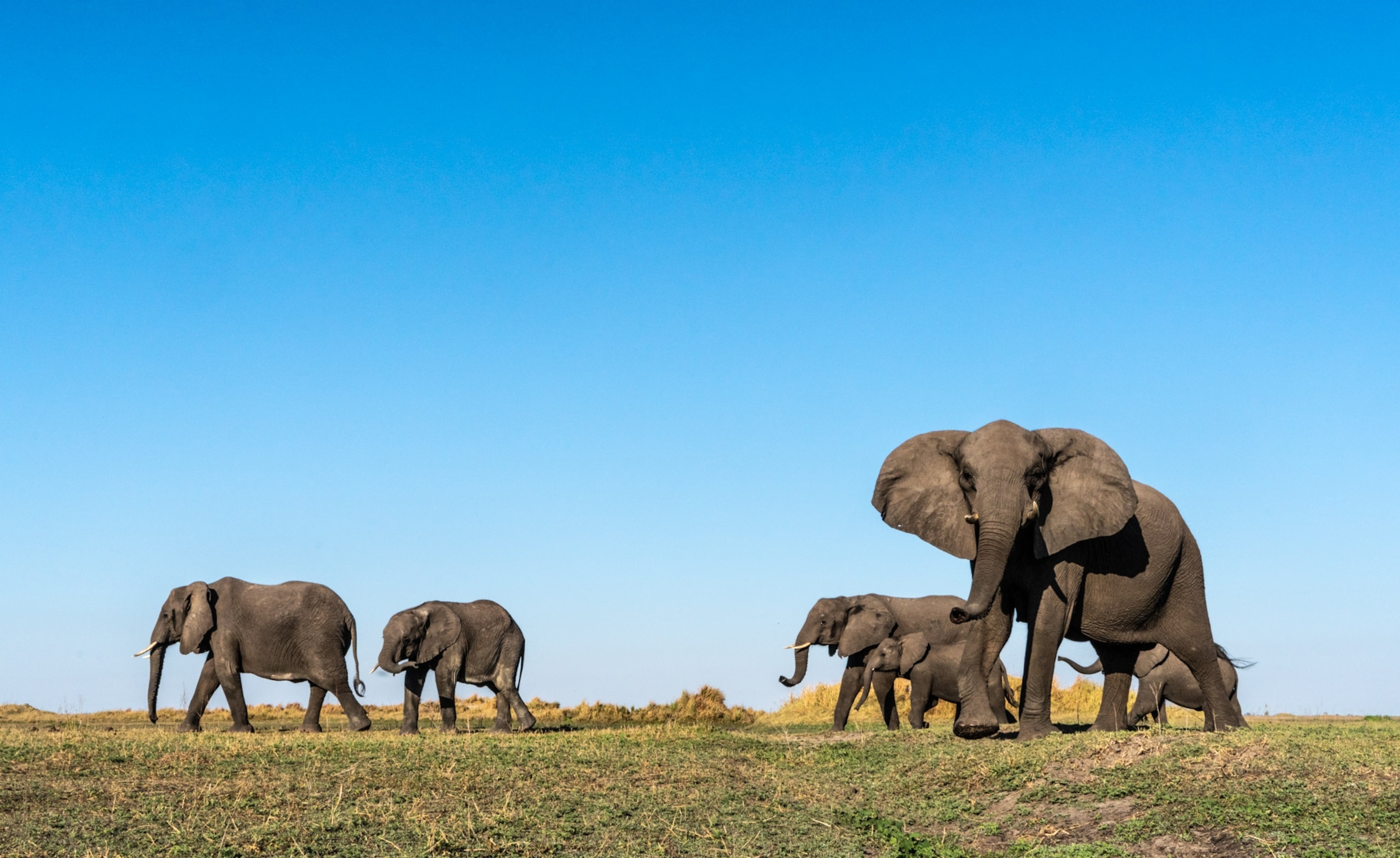 A heard of elahants walk across the land, one elephant slightly tilts it's head in the foreground under a blue sky.